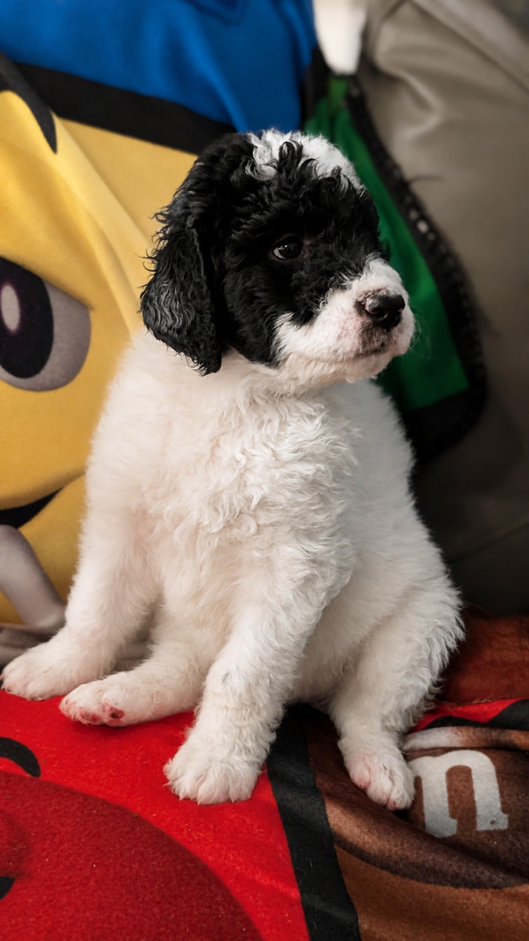 Snoop Dogg white-and-black parti Bernedoodle puppy portrait
