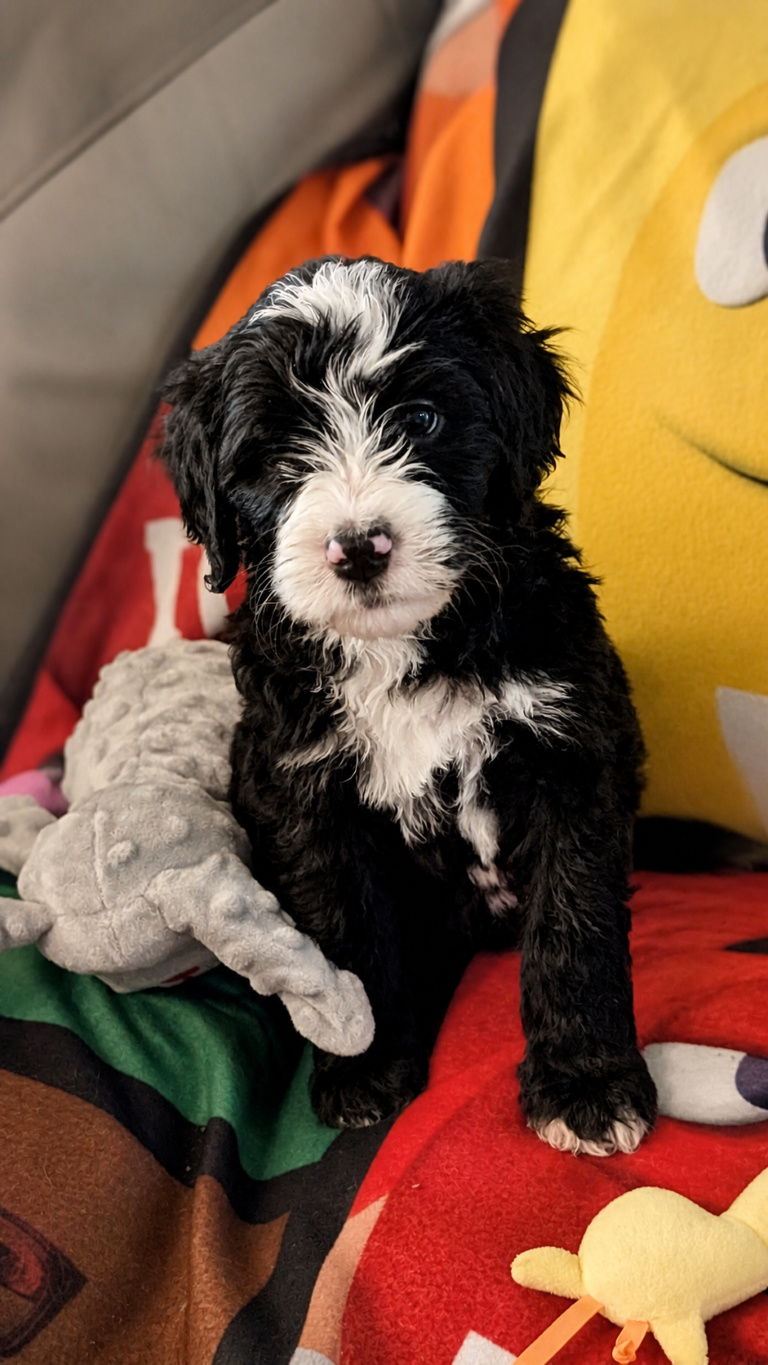 Maggie May, black-and-white F2b Bernedoodle puppy in Colorado