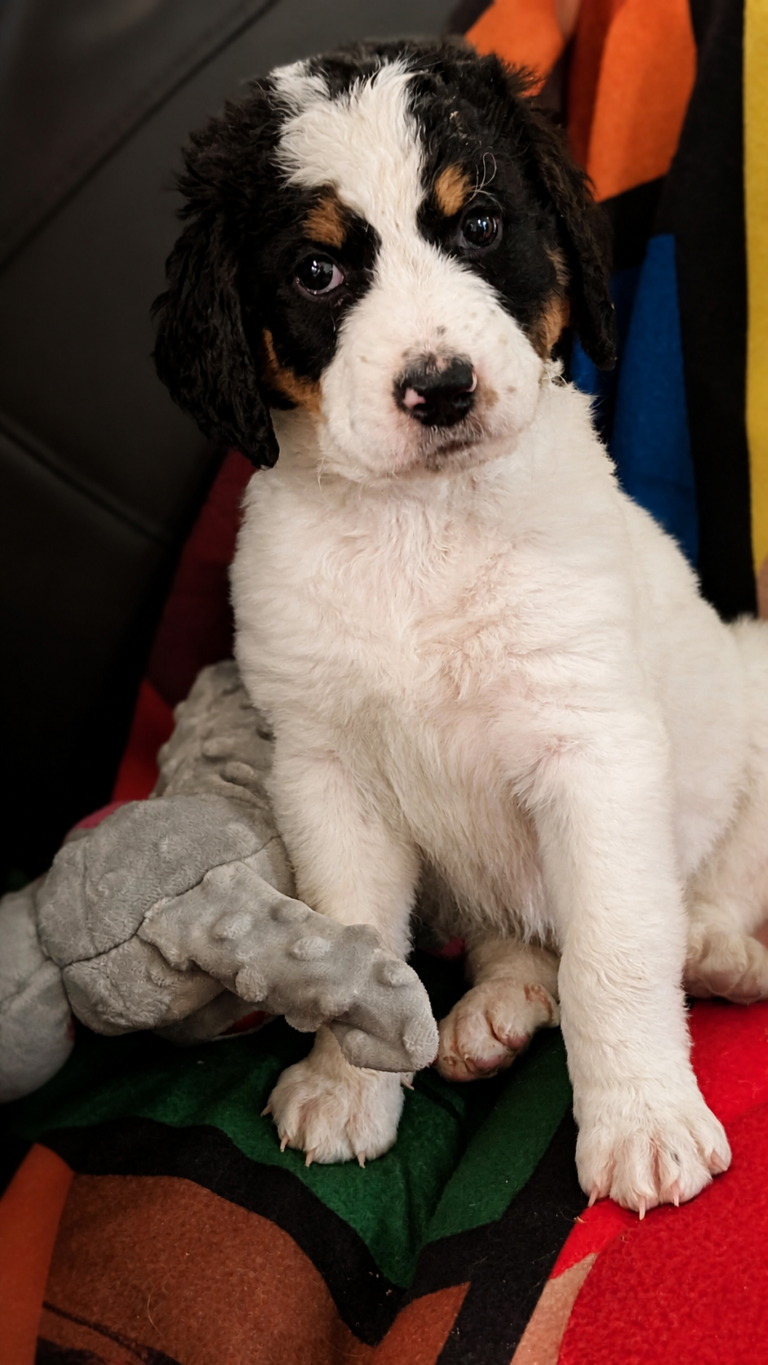 Misty Blue white-and-black parti Bernedoodle puppy portrait