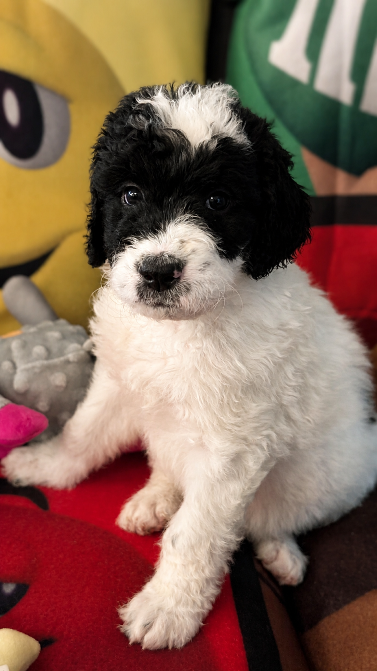 Snoopy, also known as Snoop Dogg, white-and-black parti F2b Bernedoodle puppy