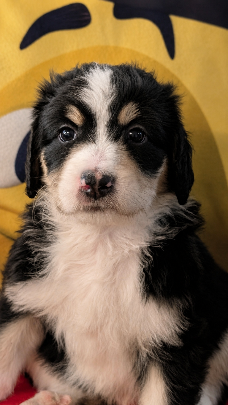 Daughtry black tri-color Bernedoodle puppy portrait