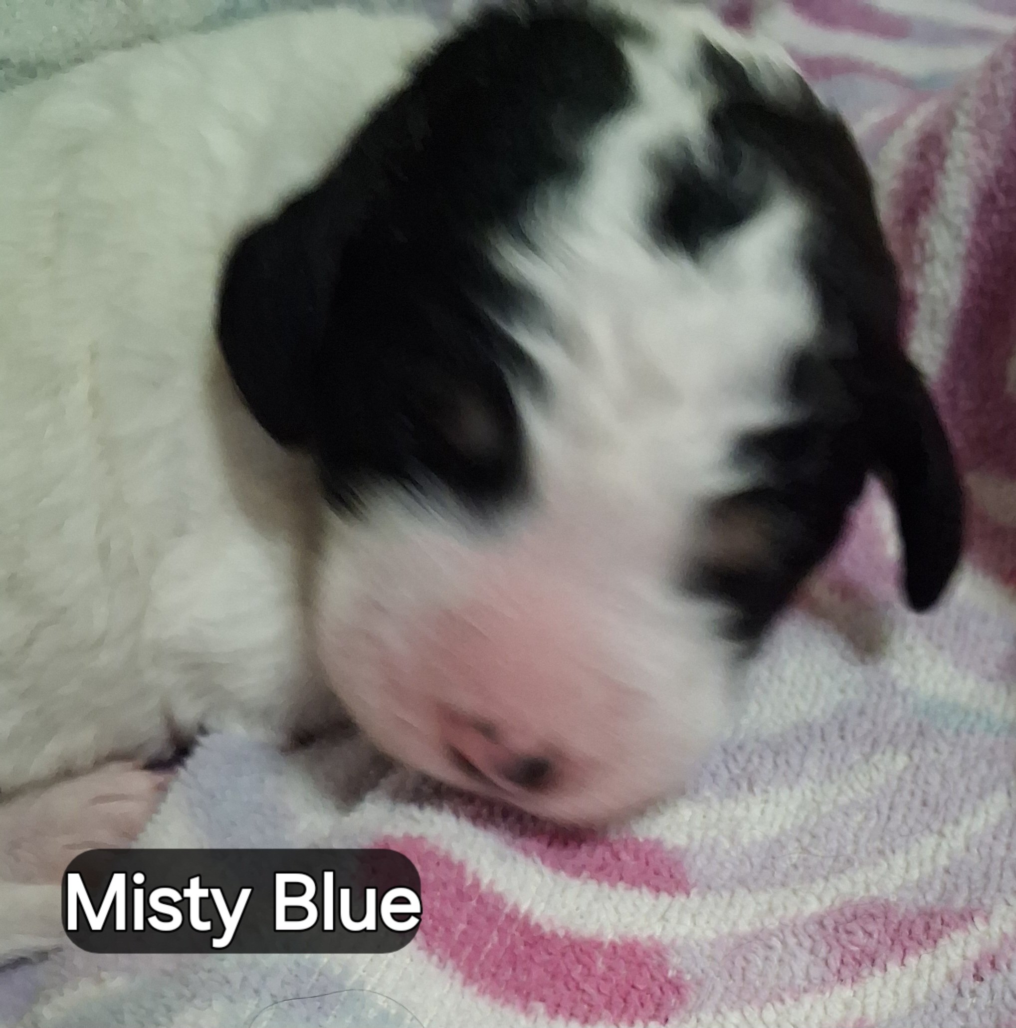 Misty Blue