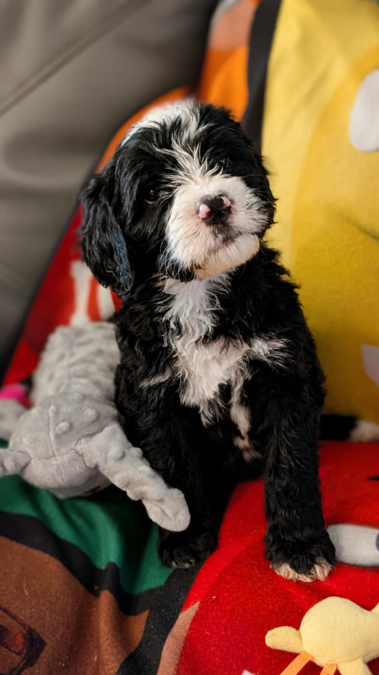 Maggie May black-and-white Bernedoodle puppy portrait