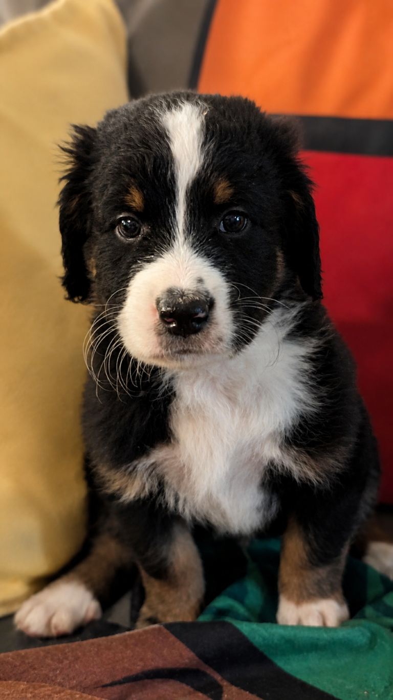 Prince, black-and-white F2b Bernedoodle puppy in Colorado