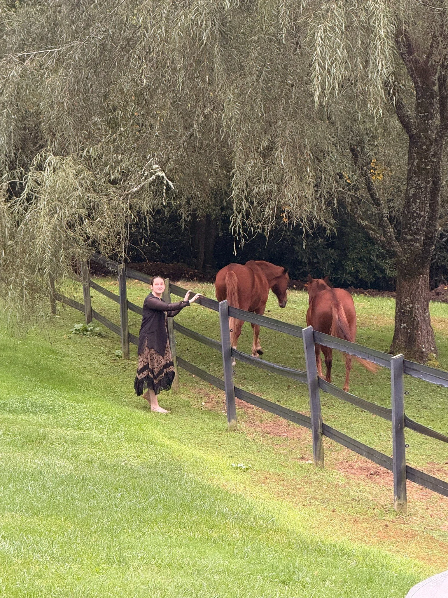 Greeting the horses along the pasture fence under the willow trees