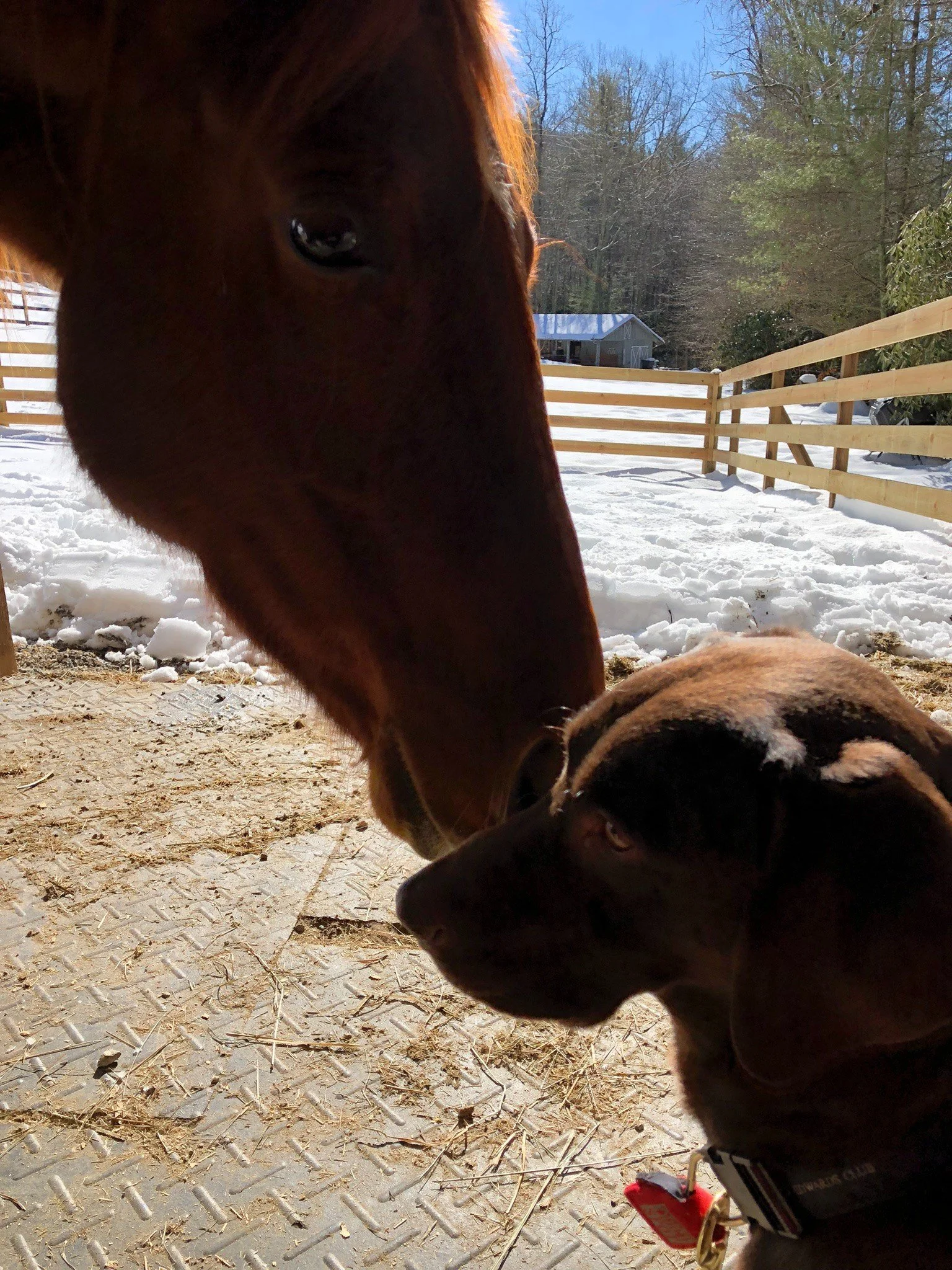 One of Kyra's horses touching noses with a farm dog in the snow