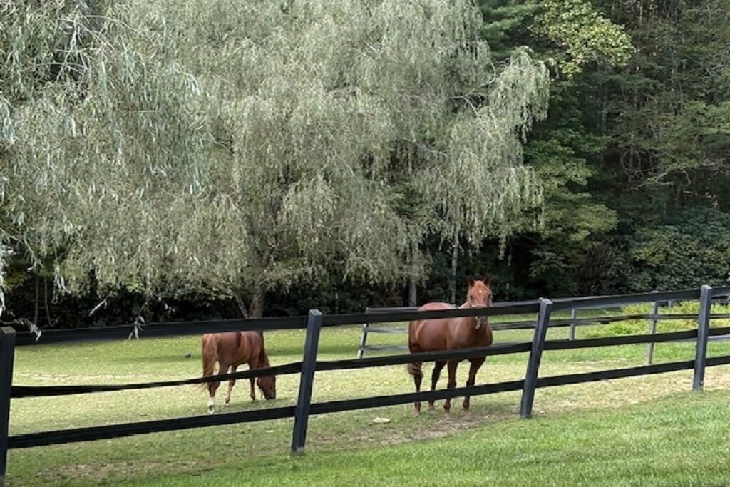 Two horses grazing by the fence under the willow trees
