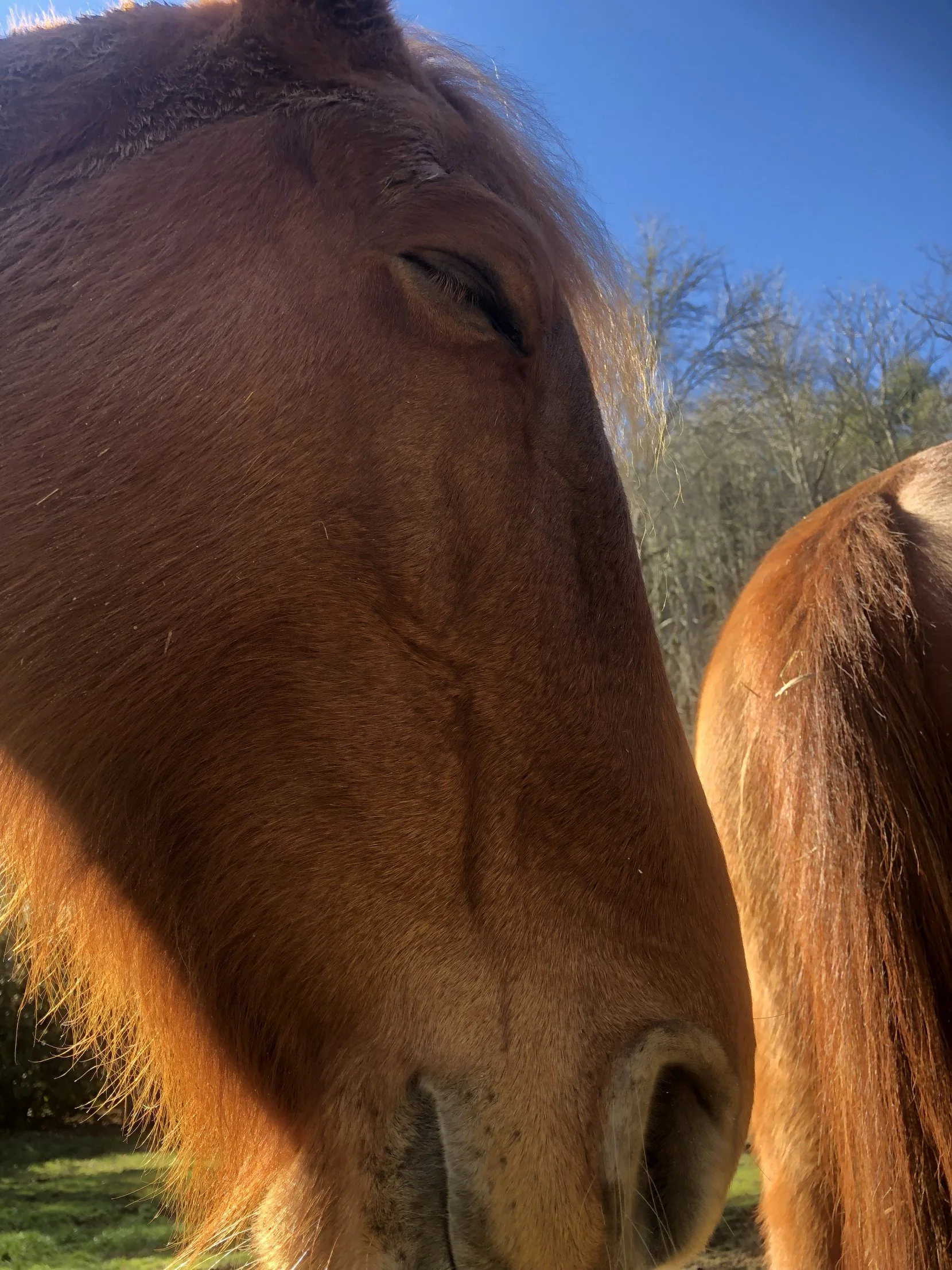 Close-up of one of Kyra's horses in the sun at Two Willows Farm