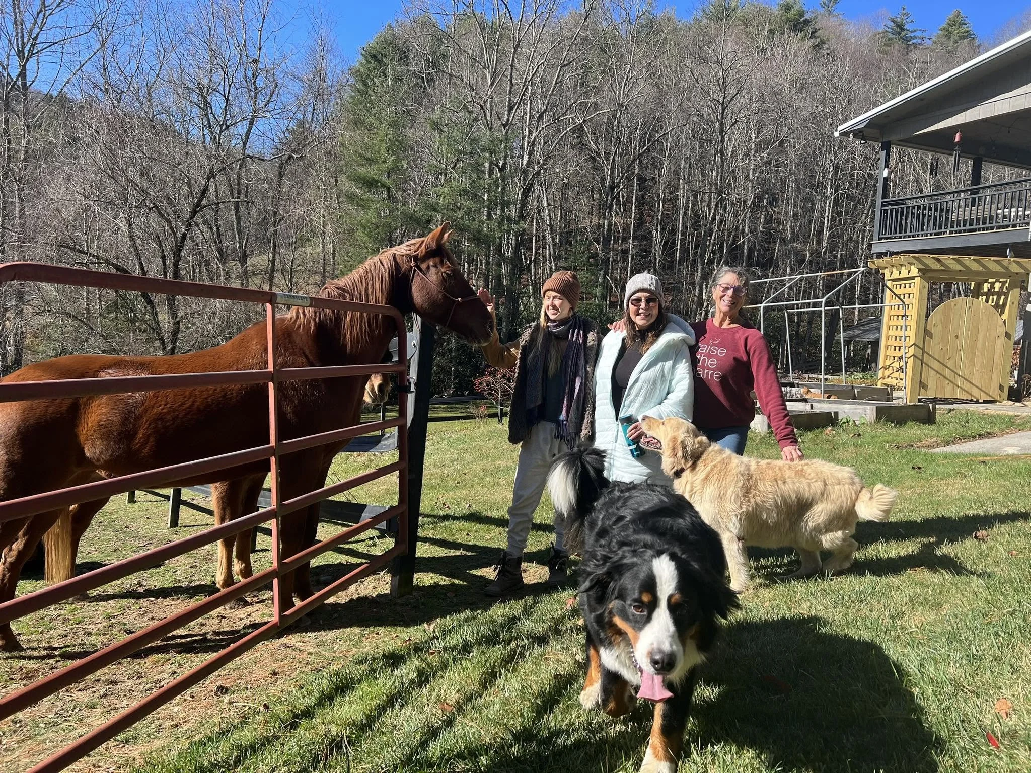 One of Kyra’s horses at the pen with three guests and two of the farm dogs
