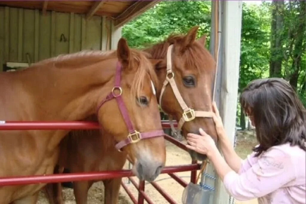Kyra Russell greeting her horses Ruby and Georgia at the gate