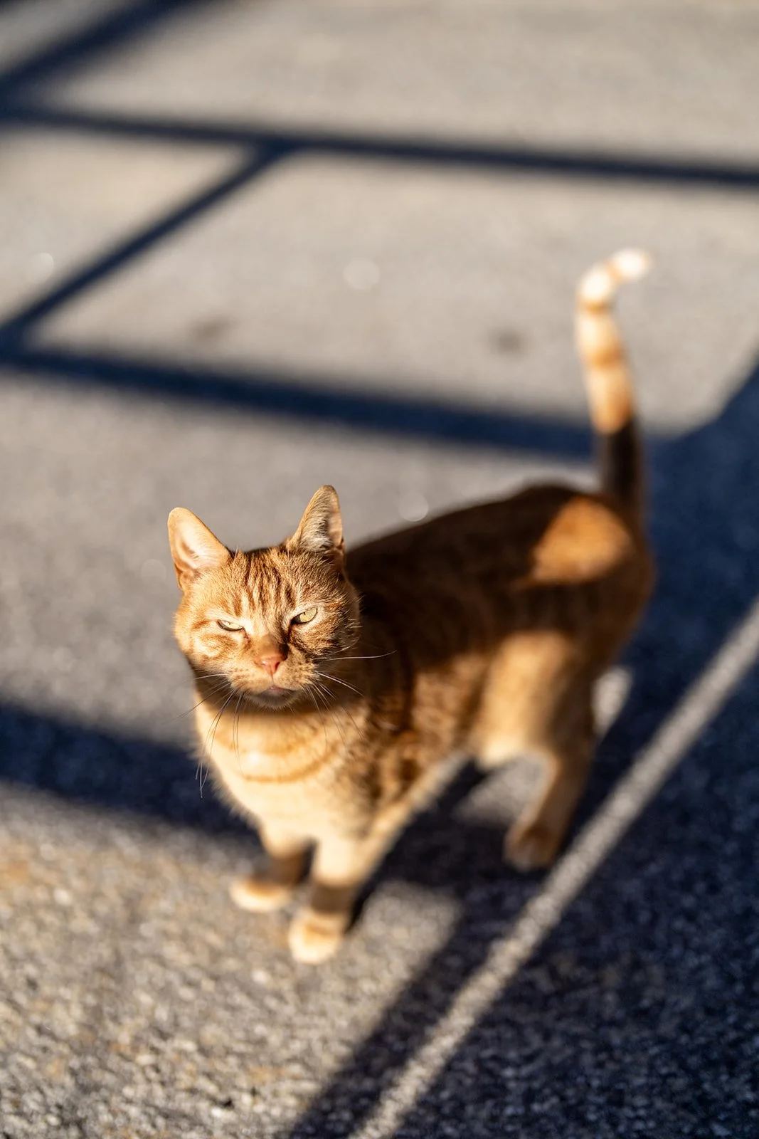 An orange farm cat strolling through the afternoon sun