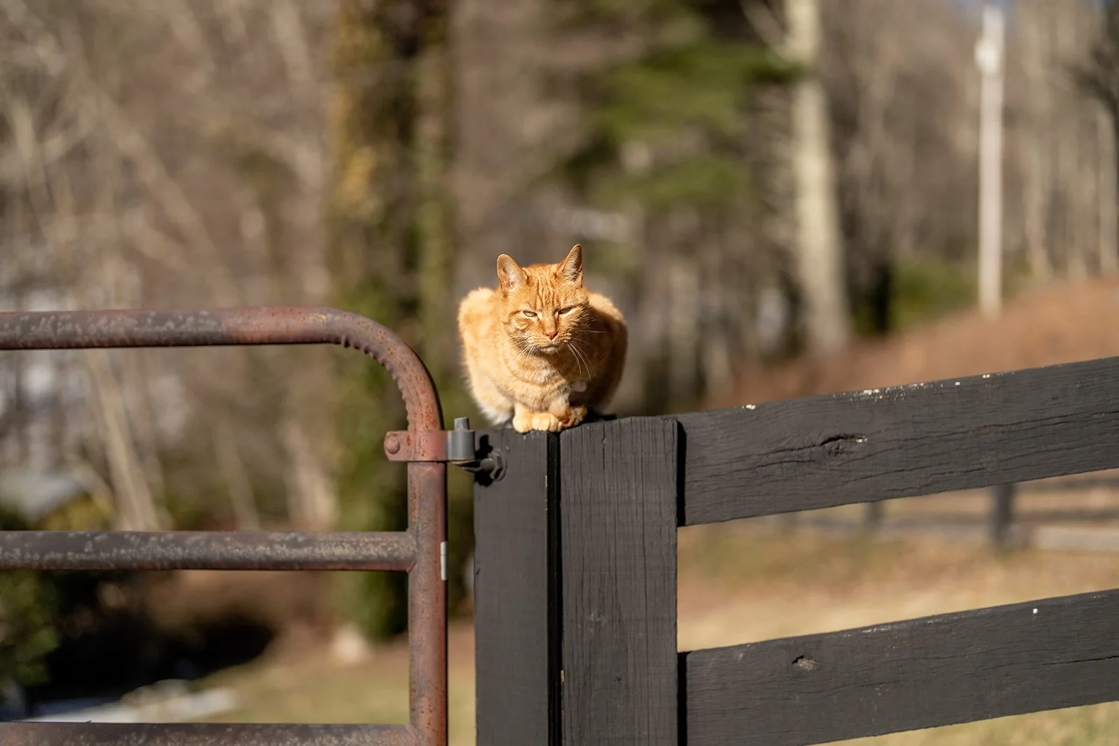 One of the farm cats sitting on a fence post at Kyra Russell’s farm in Cullowhee, NC