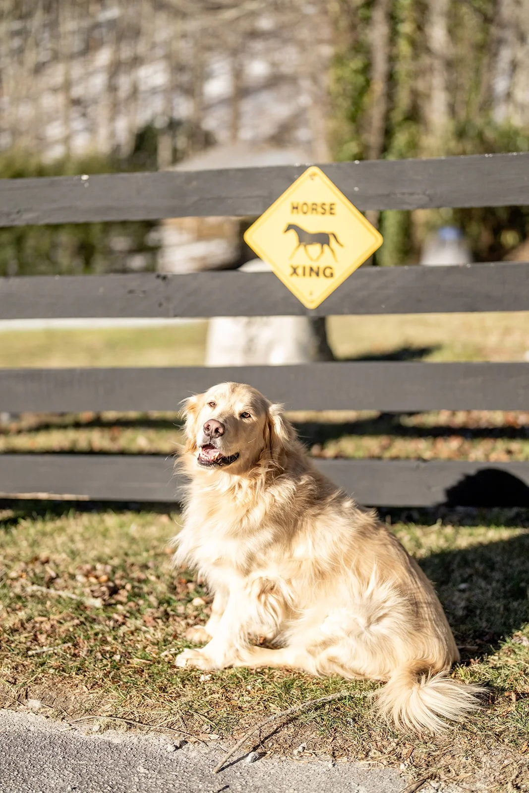 A fluffy farm dog sitting by the fence under a yellow SLOW sign