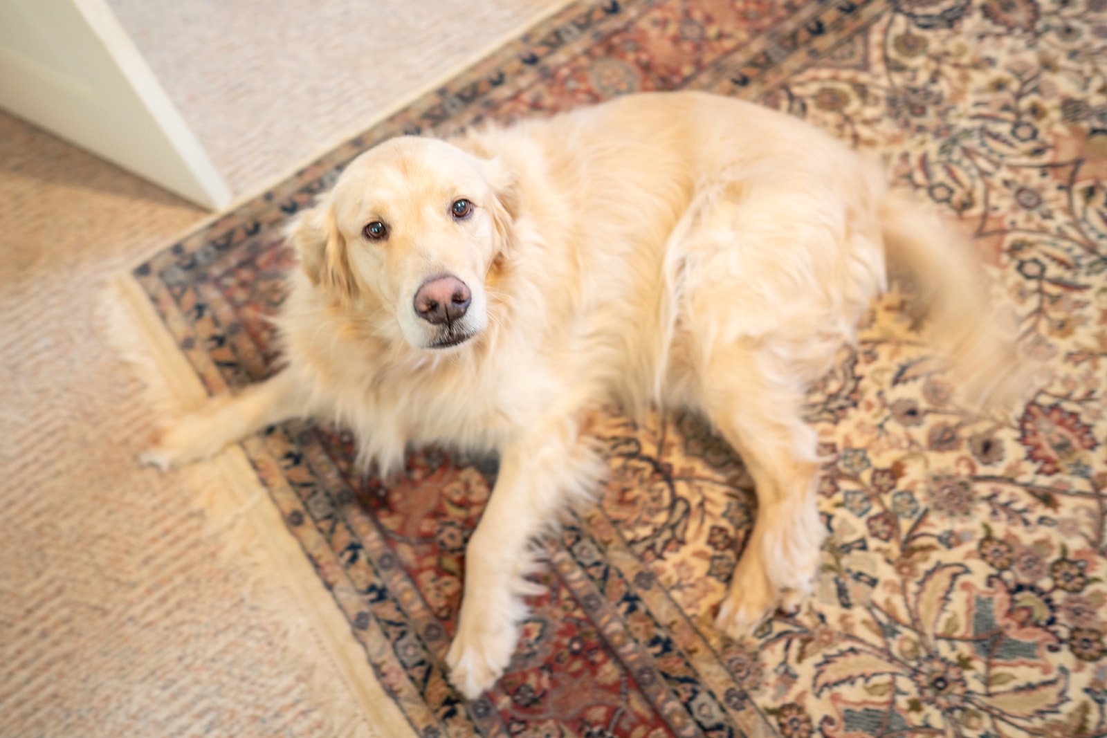The farm's golden retriever lying on a rug in the studio