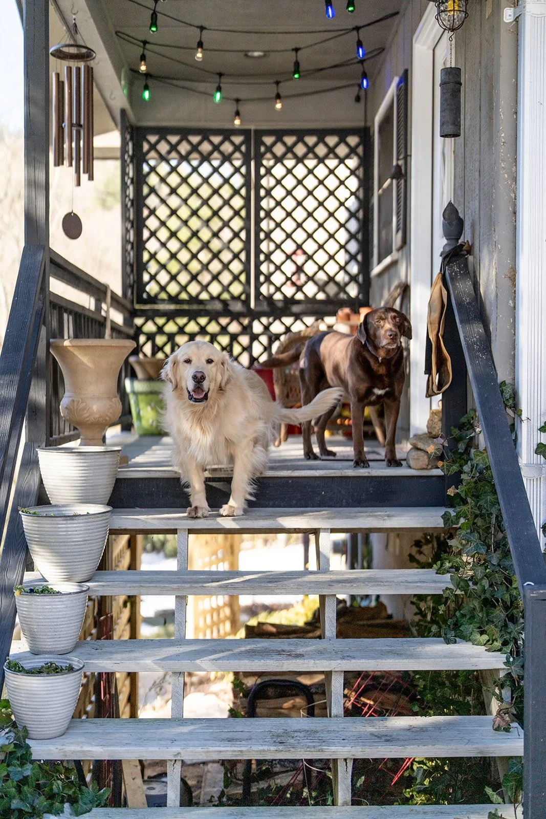 Three of the farm dogs waiting on the porch steps to greet visitors