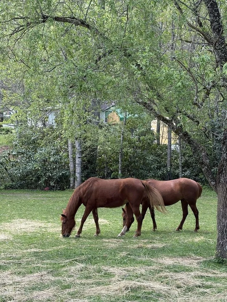 Kyra’s horses grazing under a willow tree in the pasture