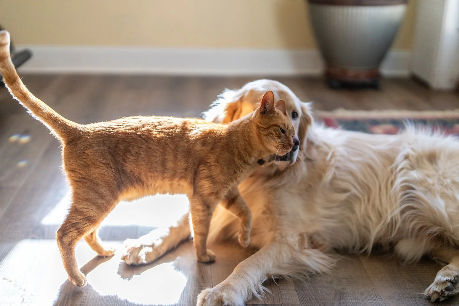 The farm cat nuzzling the golden retriever in a sunny room