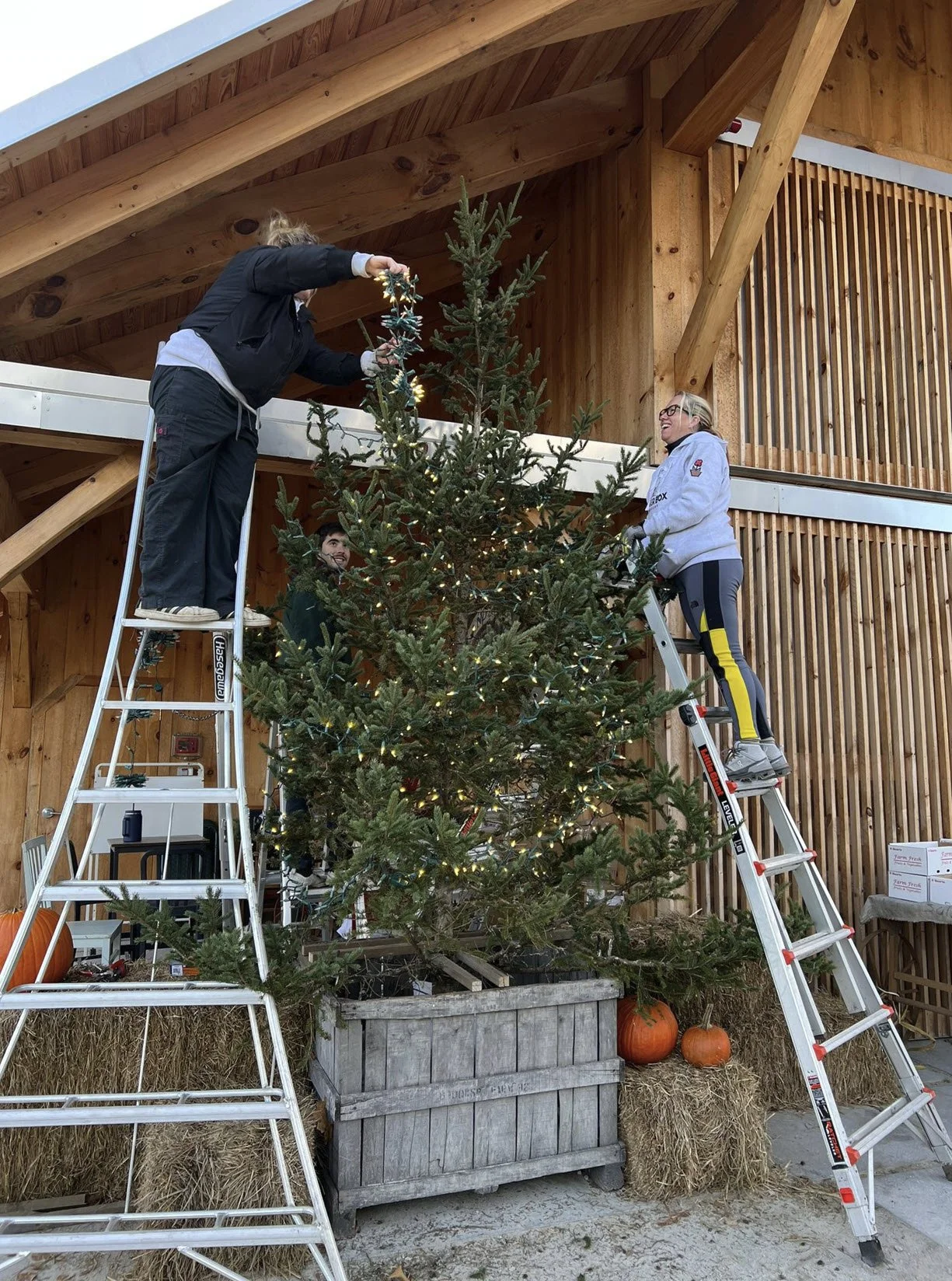 Three people decorating a Christmas tree with lights, using ladders, outside a wooden building with hay bales and pumpkins nearby.