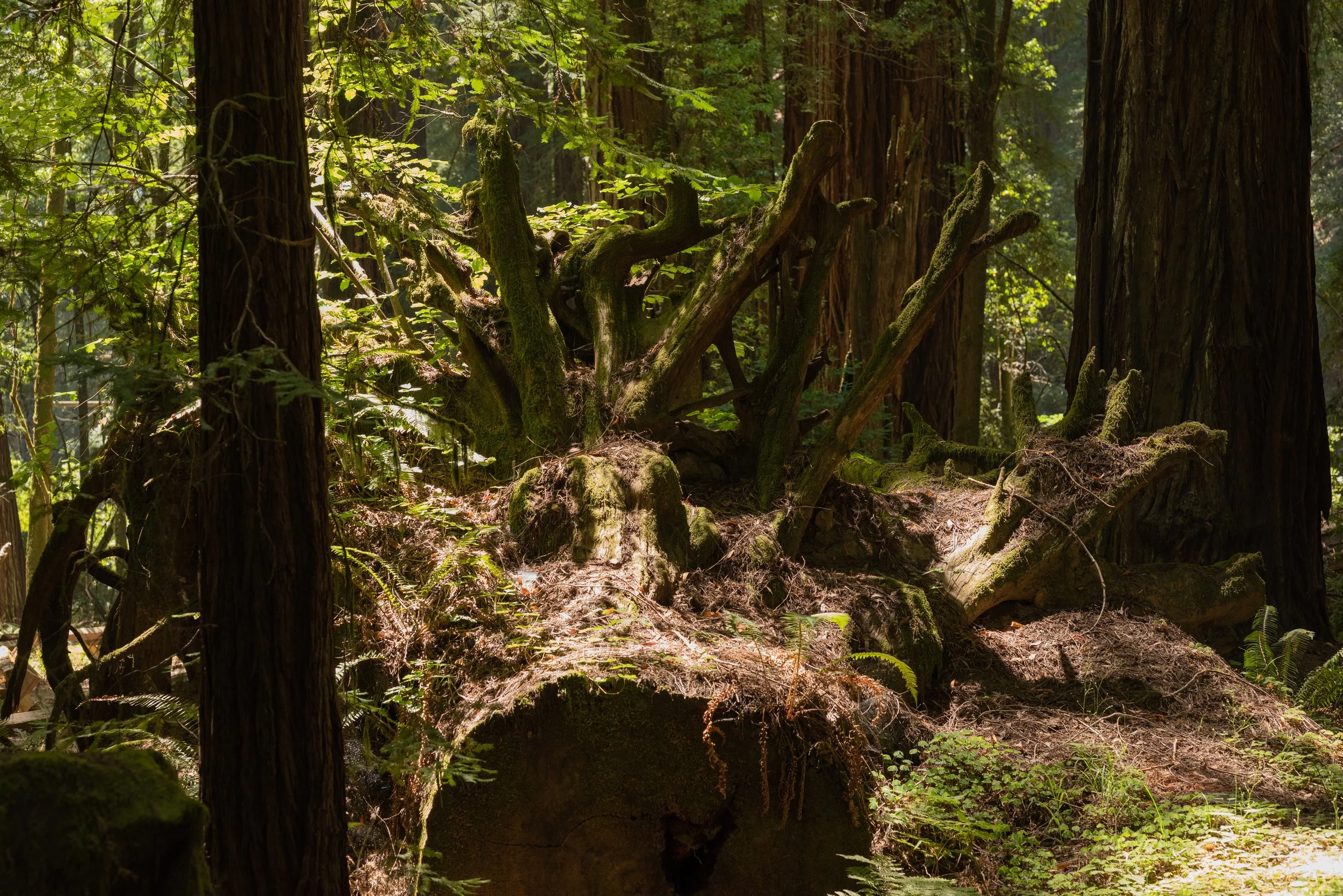 San Francisco -82.jpg