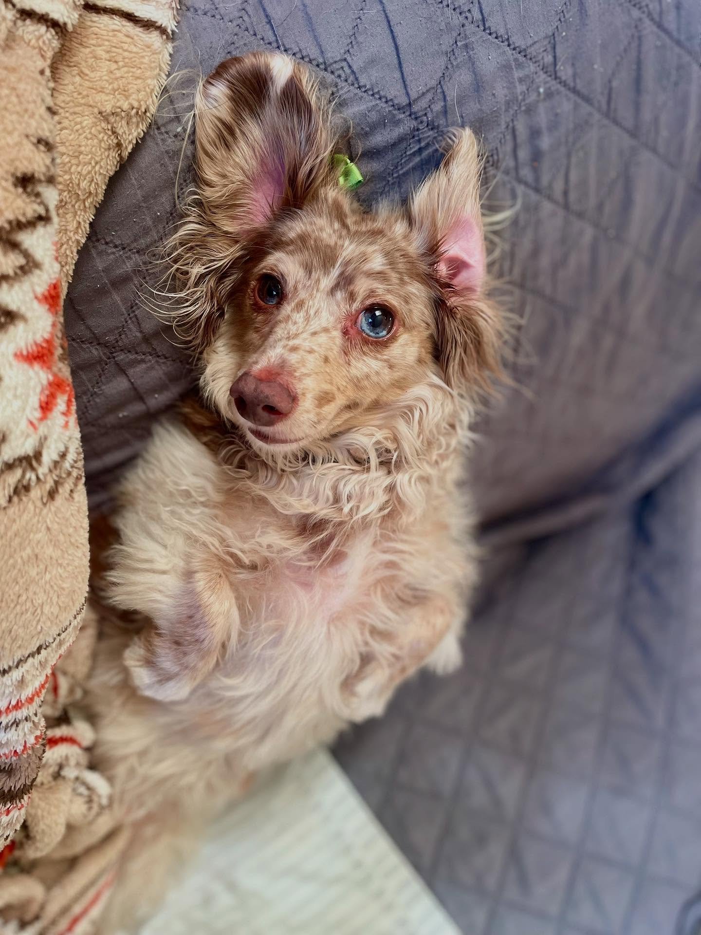 🥹 Scout&rsquo;s the kind of cute that she could chew up your favorite shoes and still get a standing ovation. 

😍 In addition to being adorable she is also THE SWEETEST, most cuddly puppers ever to have lived. 
.
.

💻 SSBoarding.net
Dog Boarding |