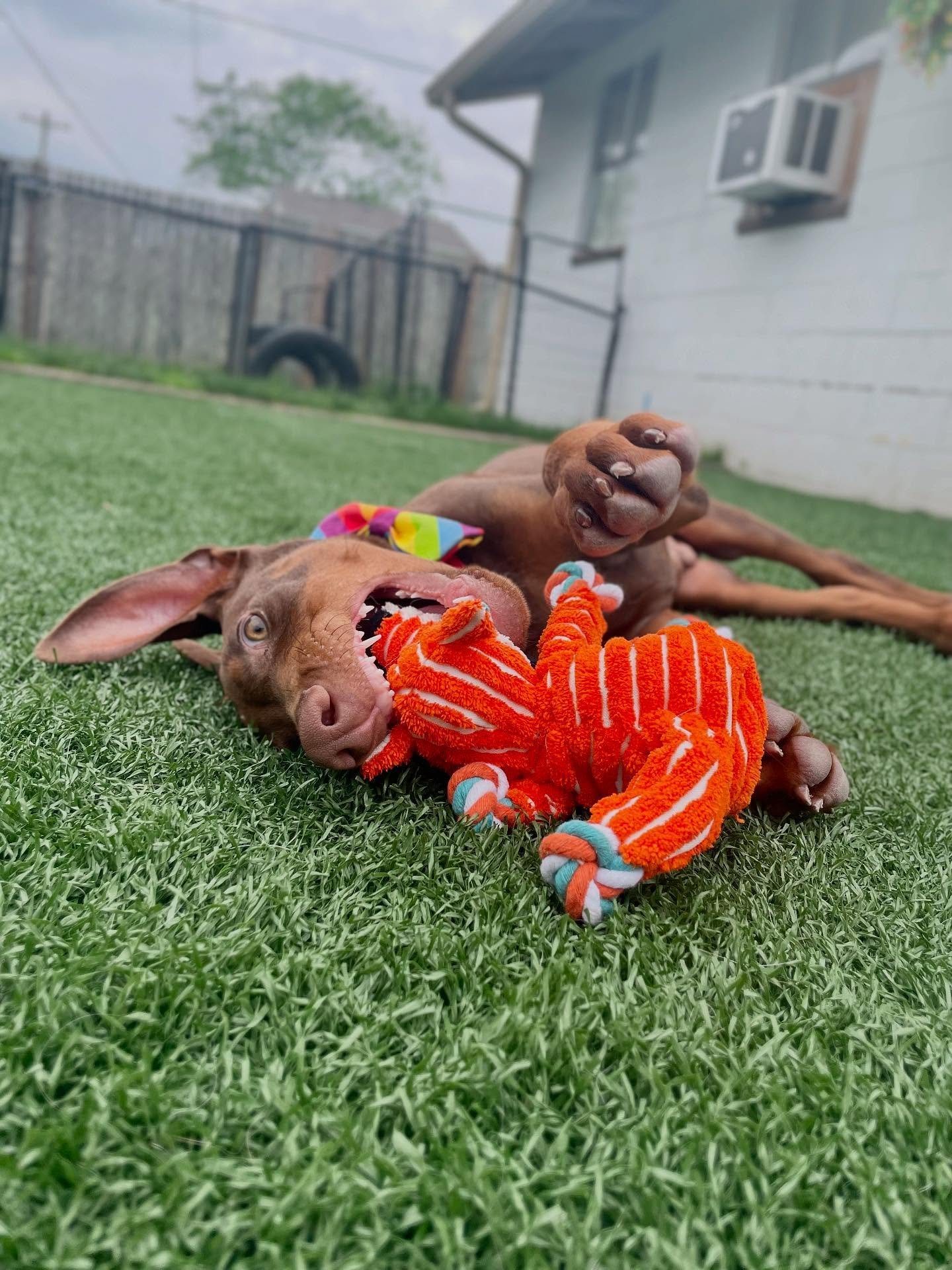 😜 Franklin is 90% legs, 10% coordination, and 100% the highlight of my day.
.
.

💻 SSBoarding.net
Dog Boarding | Dog Training | Pet Sitting
.
.
.
#indianadogtraining #petdogtraining #dogtraining  #indianapetsitting #professionalpetsitter #dogboardi