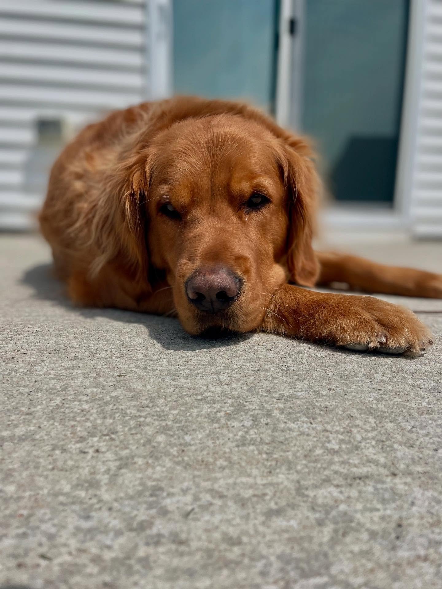 😎 Sunshine, soft fur, and zero worries.
.
.

💻 SSBoarding.net
Dog Boarding | Dog Training | Pet Sitting
.
.
.
#indianadogtraining #petdogtraining #dogtraining  #indianapetsitting #professionalpetsitter #dogboarding #homebaseddogboarding #homeawayfr