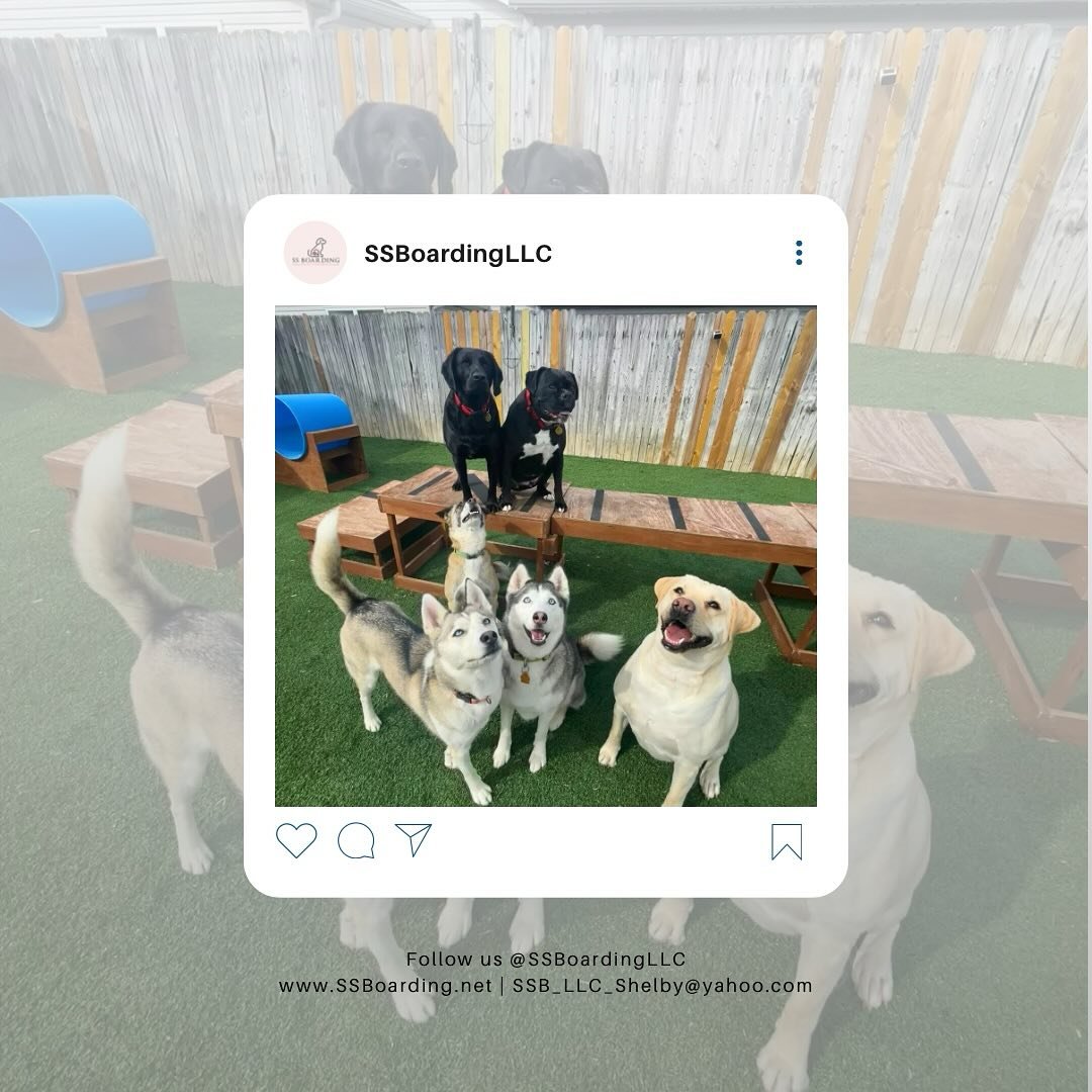 📸 Group picture!&hellip;. Like and follow our page to stay connected with all things SS Boarding LLC.

😆 Your dog could be in the next group photo!
.
.

💻 SSBoarding.net
Dog Boarding | Dog Training | Pet Sitting
.
.
.
#indianadogtraining #petdogtr