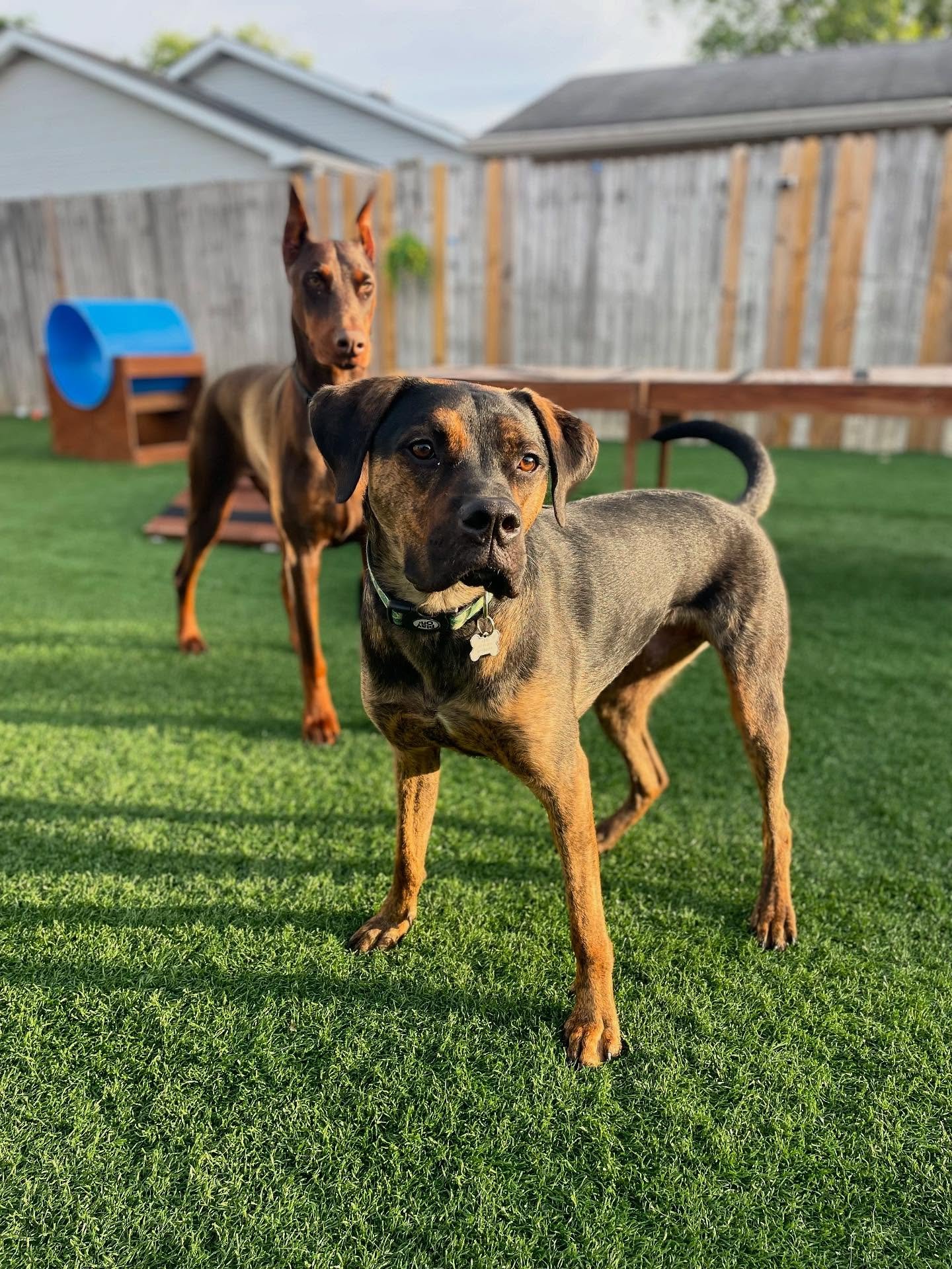 🥰 Ok, someone needs to give these handsome guys a brand deal!

🤔 If your dog was to get a brand deal, what do you think it&rsquo;d be for? ((Collars, treats, toys, etc))
.
.

💻 SSBoarding.net
Dog Boarding | Dog Training | Pet Sitting
.
.
.
#indian