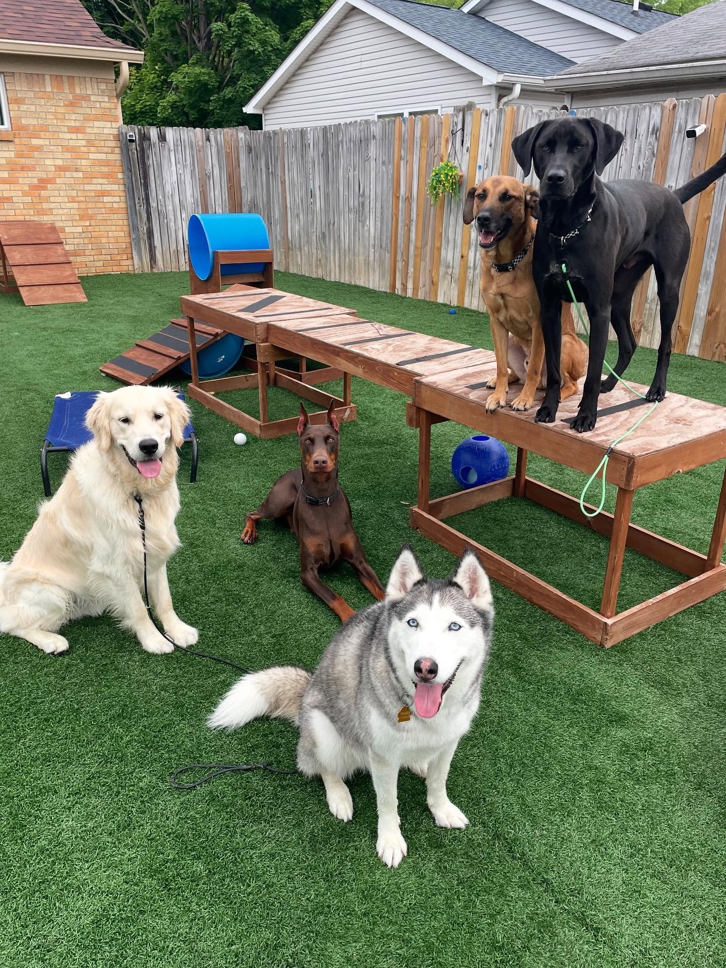 🎉 Daycare motto: 𝑹𝑨𝑰𝑺𝑬 𝑻𝑯𝑬 𝑾𝑶𝑶𝑭! It&rsquo;s time to pawtyyyyy
.
.

💻 SSBoarding.net
Dog Boarding | Dog Training | Pet Sitting
.
.
.
#indianadogtraining #petdogtraining #dogtraining  #indianapetsitting #professionalpetsitter #dogboarding