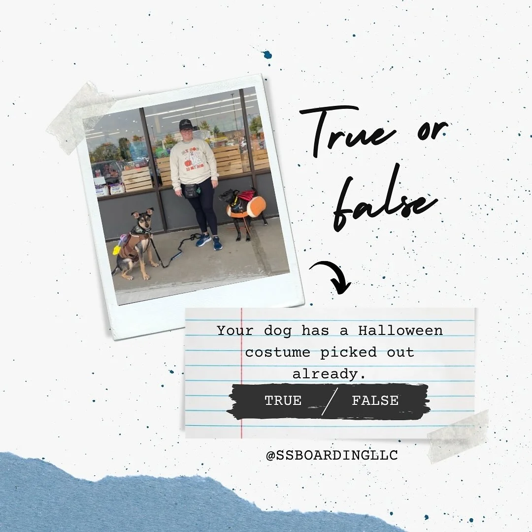 🤔 𝑻𝒓𝒖𝒆 or 𝘍𝘢𝘭𝘴𝘦?

😅 If we&rsquo;re being honest, all three are absolutely true. This year we&rsquo;ll probably reuse last year&rsquo;s costumes but a hot dog and rodeo dog are classics&hellip;. Right?
.
.

💻 SSBoarding.net
Dog Boarding | 