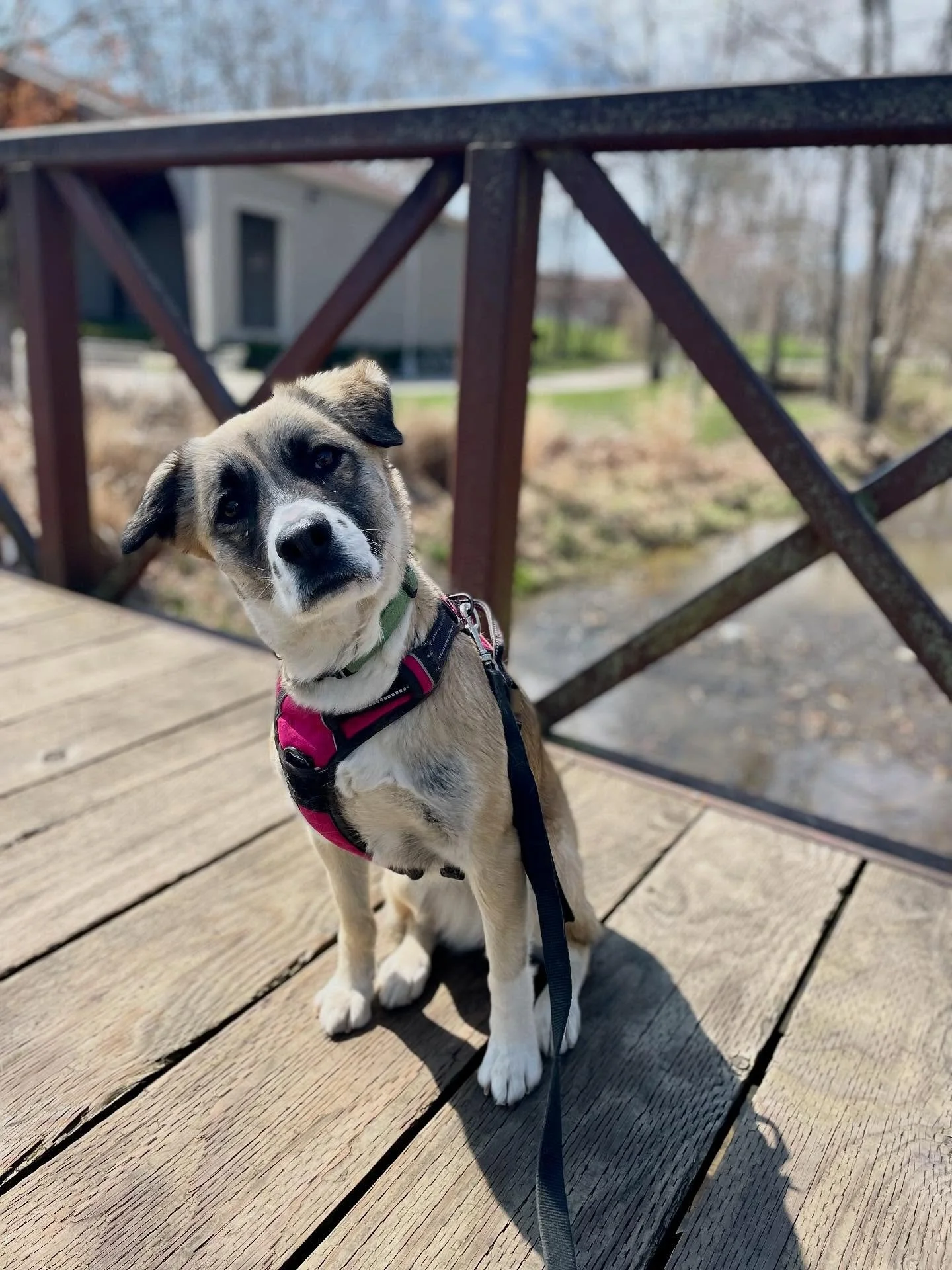 💁&zwj;♀️ Nothing hits quite like that post-walk nap.
.
.

💻 SSBoarding.net
Dog Boarding | Dog Training | Pet Sitting
.
.
.
#indianadogtraining #petdogtraining #dogtraining  #indianapetsitting #professionalpetsitter #dogboarding #homebaseddogboardin