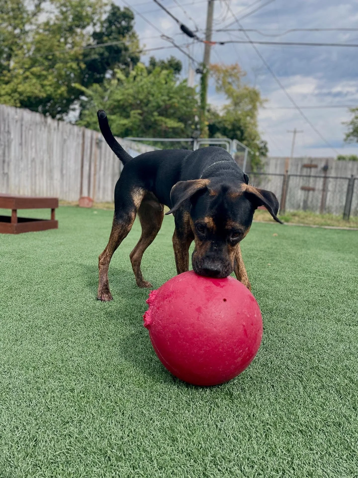 😋 Enzo and Willis: Partners in crime and co-founders of the day&rsquo;s shenanigans.
.
.

💻 SSBoarding.net
Dog Boarding | Dog Training | Pet Sitting
.
.
.
#indianadogtraining #petdogtraining #dogtraining  #indianapetsitting #professionalpetsitter #
