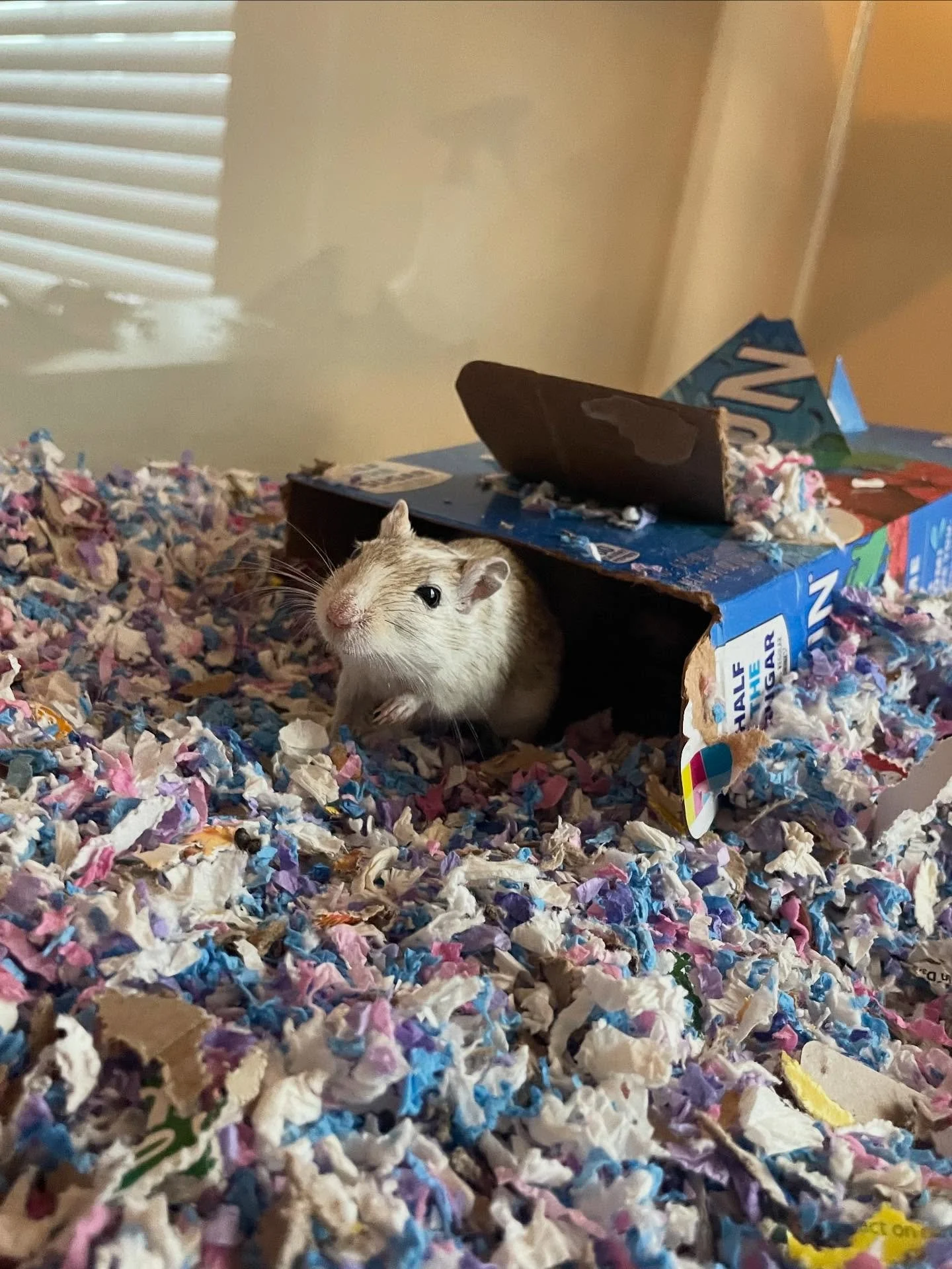 🐹 Little Chew Crew
.
.

💻 SSBoarding.net
Dog Boarding | Dog Training | Pet Sitting
.
.
.
#indianadogtraining #petdogtraining #dogtraining  #indianapetsitting #professionalpetsitter #dogboarding #homebaseddogboarding #homeawayfromhome #catcare #catp