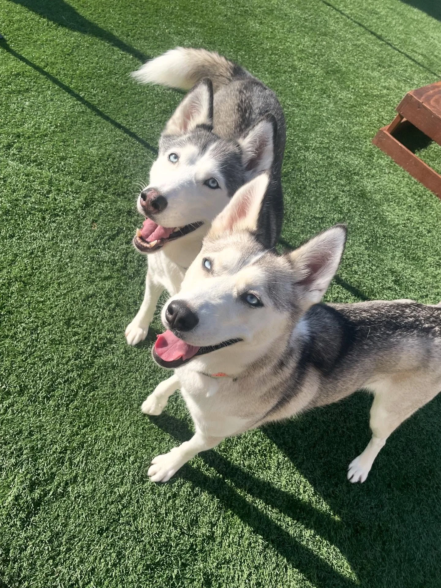 🥳 Huskies don&rsquo;t 𝘫𝘰𝘪𝘯 the party&hellip; they 𝒂𝒓𝒆 the party.
.
.

💻 SSBoarding.net
Dog Boarding | Dog Training | Pet Sitting
.
.
.
#indianadogtraining #petdogtraining #dogtraining  #indianapetsitting #professionalpetsitter #dogboarding #