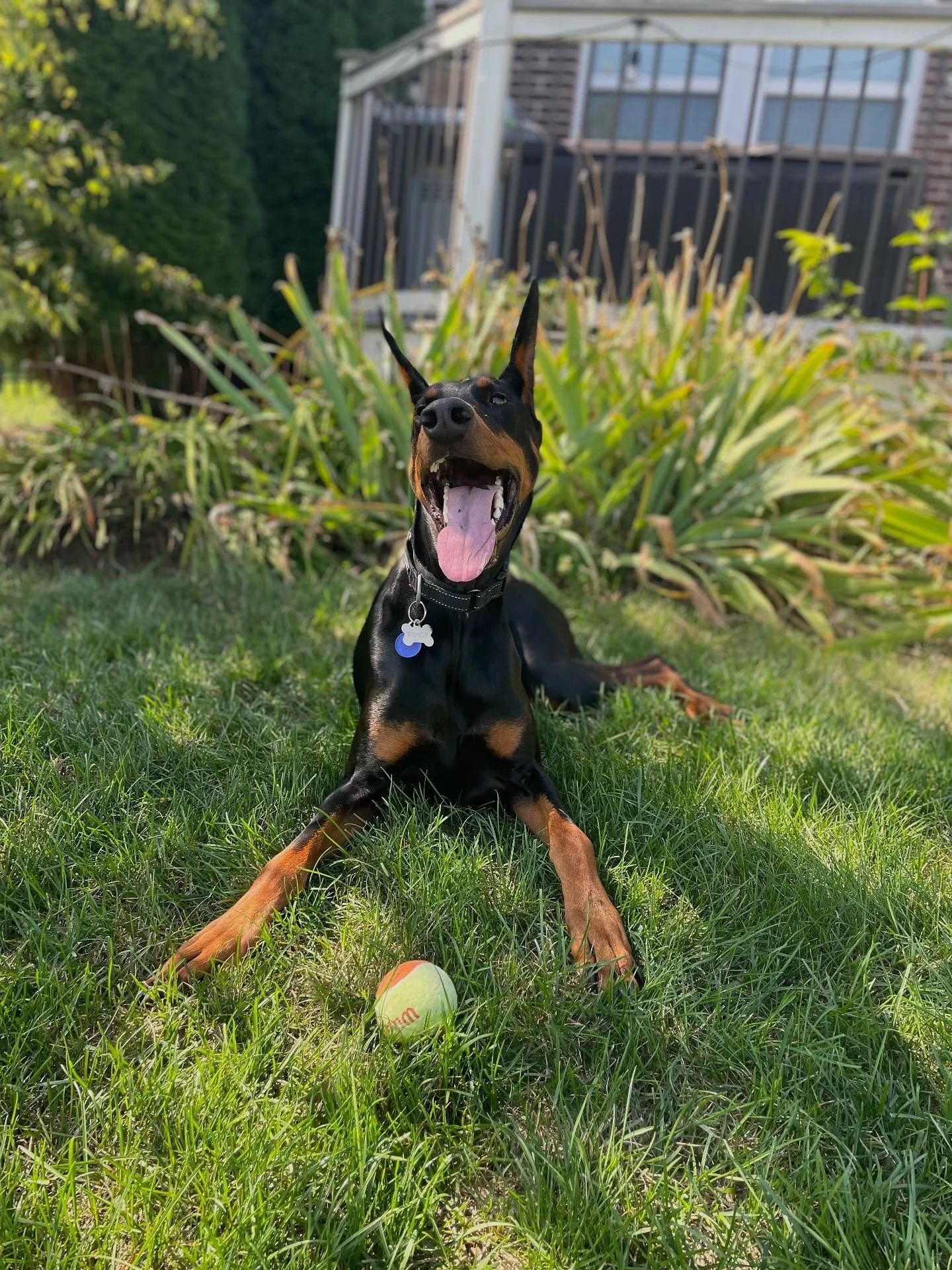 ☀️ Bishop is a simple man. All he needs is some quality time, sunshine, and a little game of fetch and he&rsquo;s living the dream. 
.

💻 SSBoarding.net
Dog Boarding | Dog Training | Pet Sitting
.
.
.
#indianadogtraining #petdogtraining #dogtraining