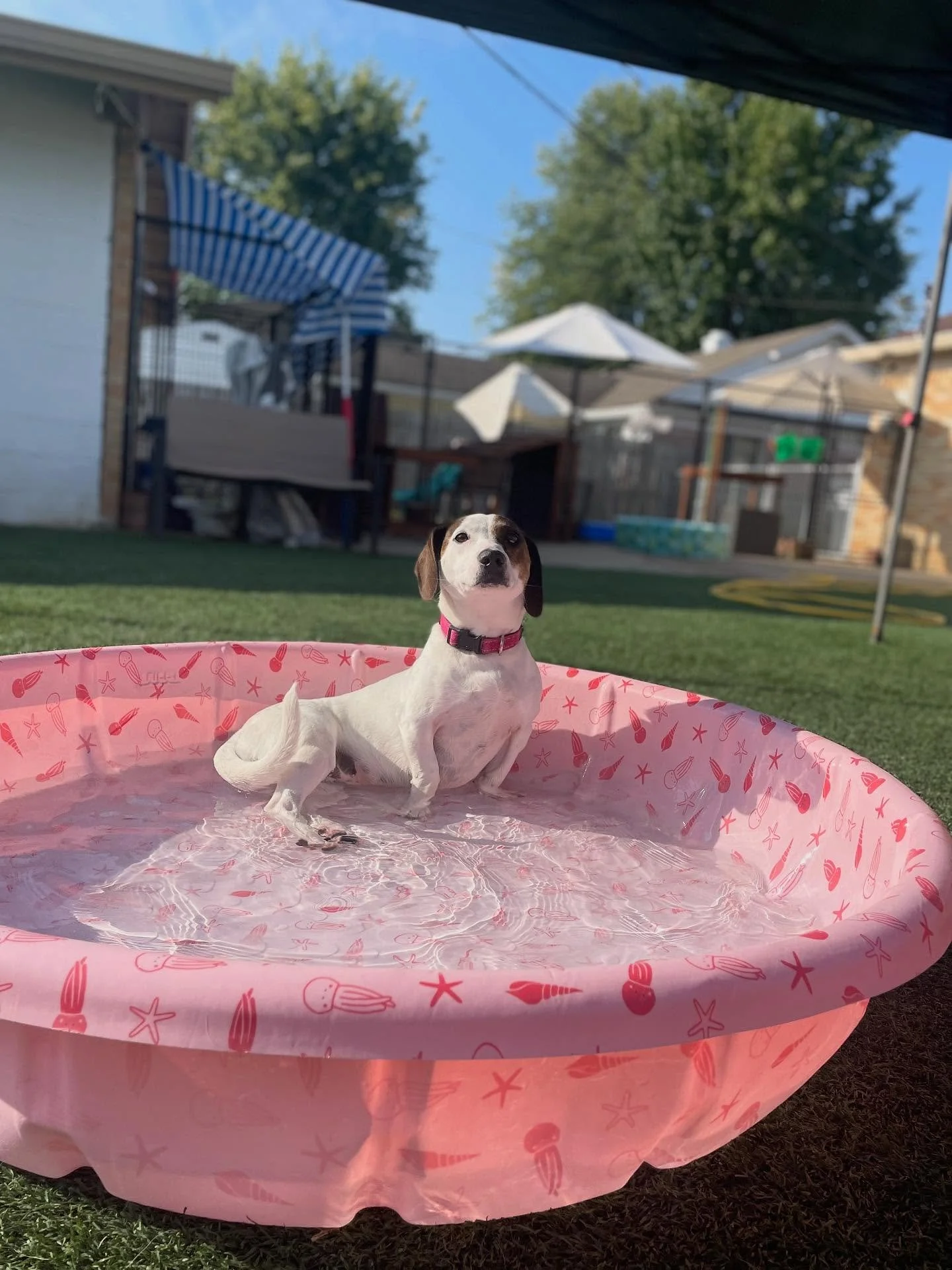 📢 PSA ᴛᴏ ᴀʟʟ ᴏᴜʀ ᴘᴏᴏʟ ʟᴏᴠɪɴɢ ᴘᴜᴘs﹕ We regret to inform you that pool days are now on pause for the season. We loved every splash and sun-soaked moment but it&rsquo;s time to trade pool days for cozy naps and fall fun. Complaints may be submitted&hel