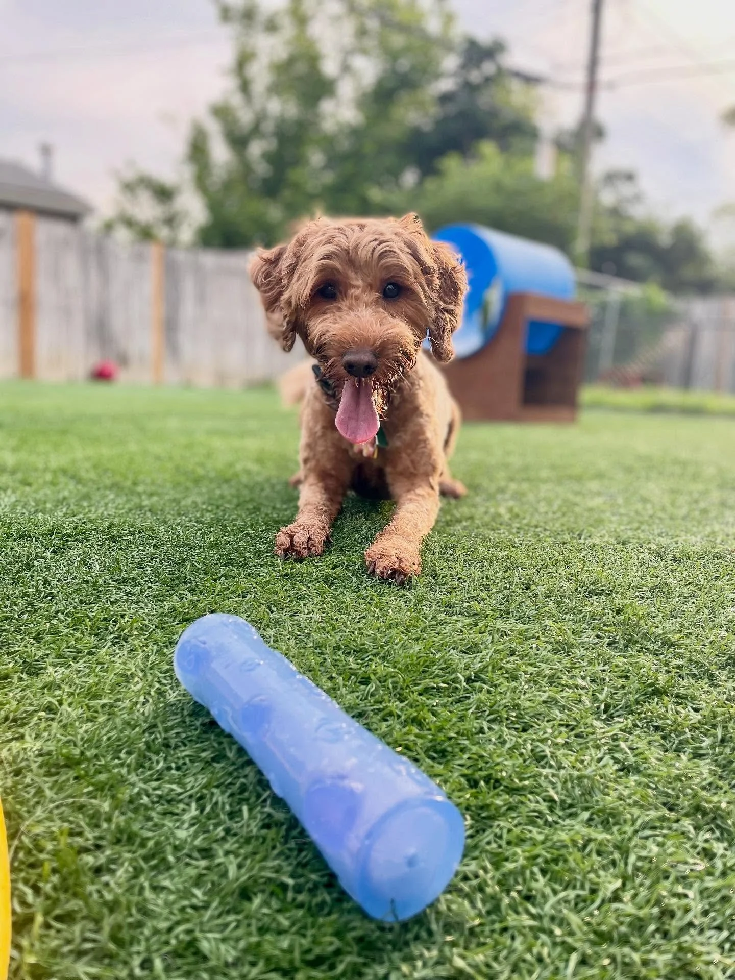 🎄 POV: Cindy Lou Hoo is jealous of your dog&rsquo;s eye lashes. 

💁&zwj;♀️ (We&rsquo;re not kidding&hellip;. Zoom in to see exactly how long they are)
.
.

💻 SSBoarding.net
Dog Boarding | Dog Training | Pet Sitting
.
.
.
#indianadogtraining #petdo