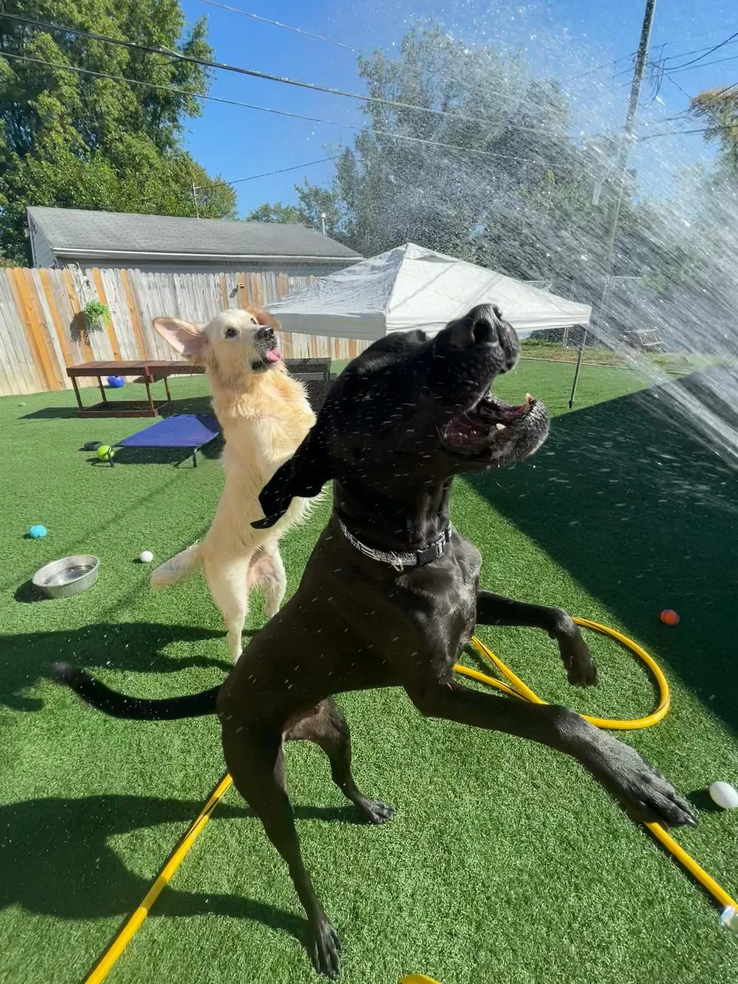 🥰 Throwback Thursday to when these pups were living it up in playgroup while their pawrents enjoyed a worry-free vacation!
.
.

💻 SSBoarding.net
Dog Boarding | Dog Training | Pet Sitting
.
.
.
#indianadogtraining #petdogtraining #dogtraining  #indi
