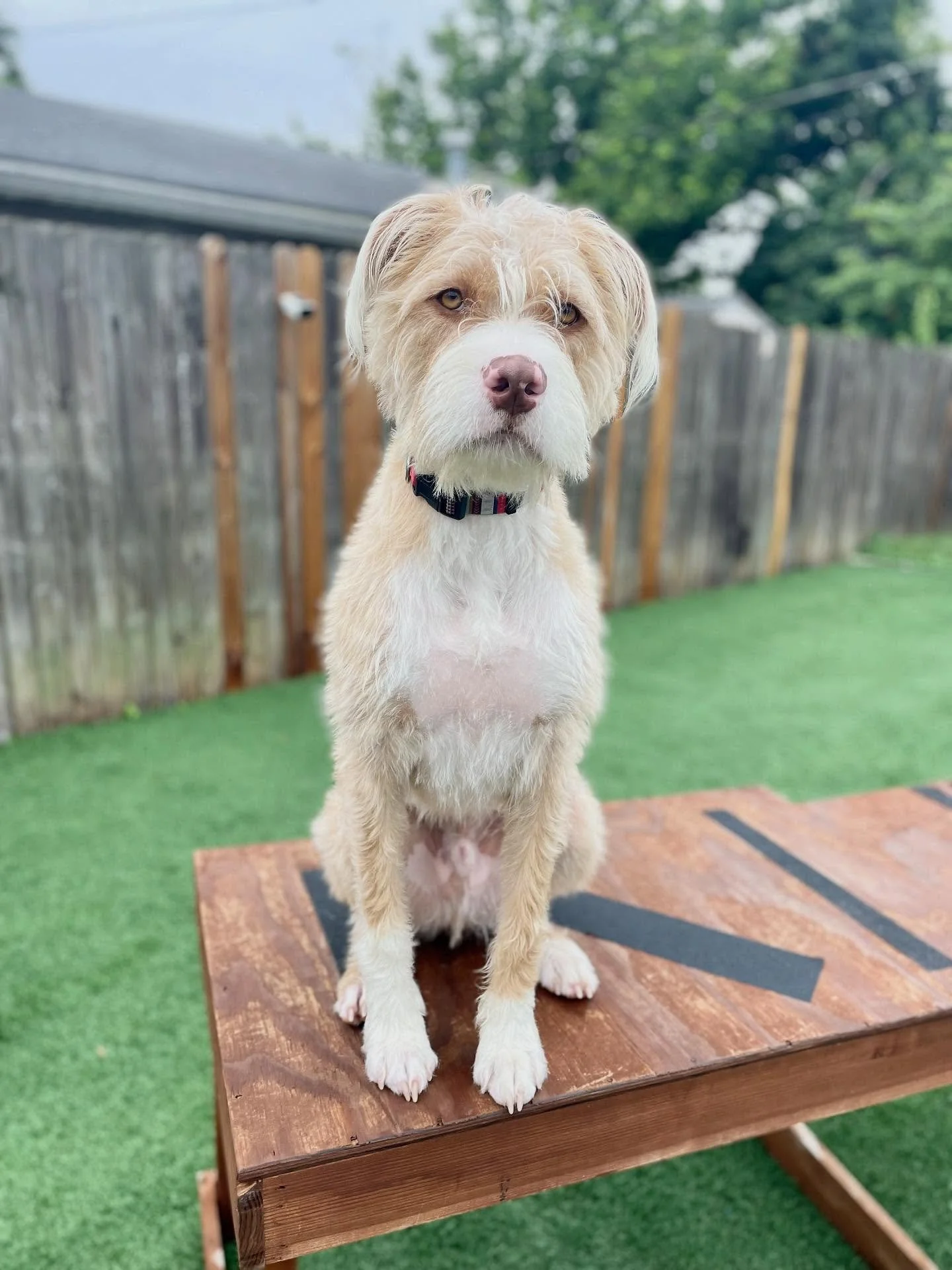 🫶 Old soul, big heart, and two besties by his side. 

🐾 Louie occasionally will show his spunky side but more often he&rsquo;s the chillest pup we&rsquo;ve ever met. At the ripe age of 1 year old, he enjoys simply hanging out with his besties Twyla