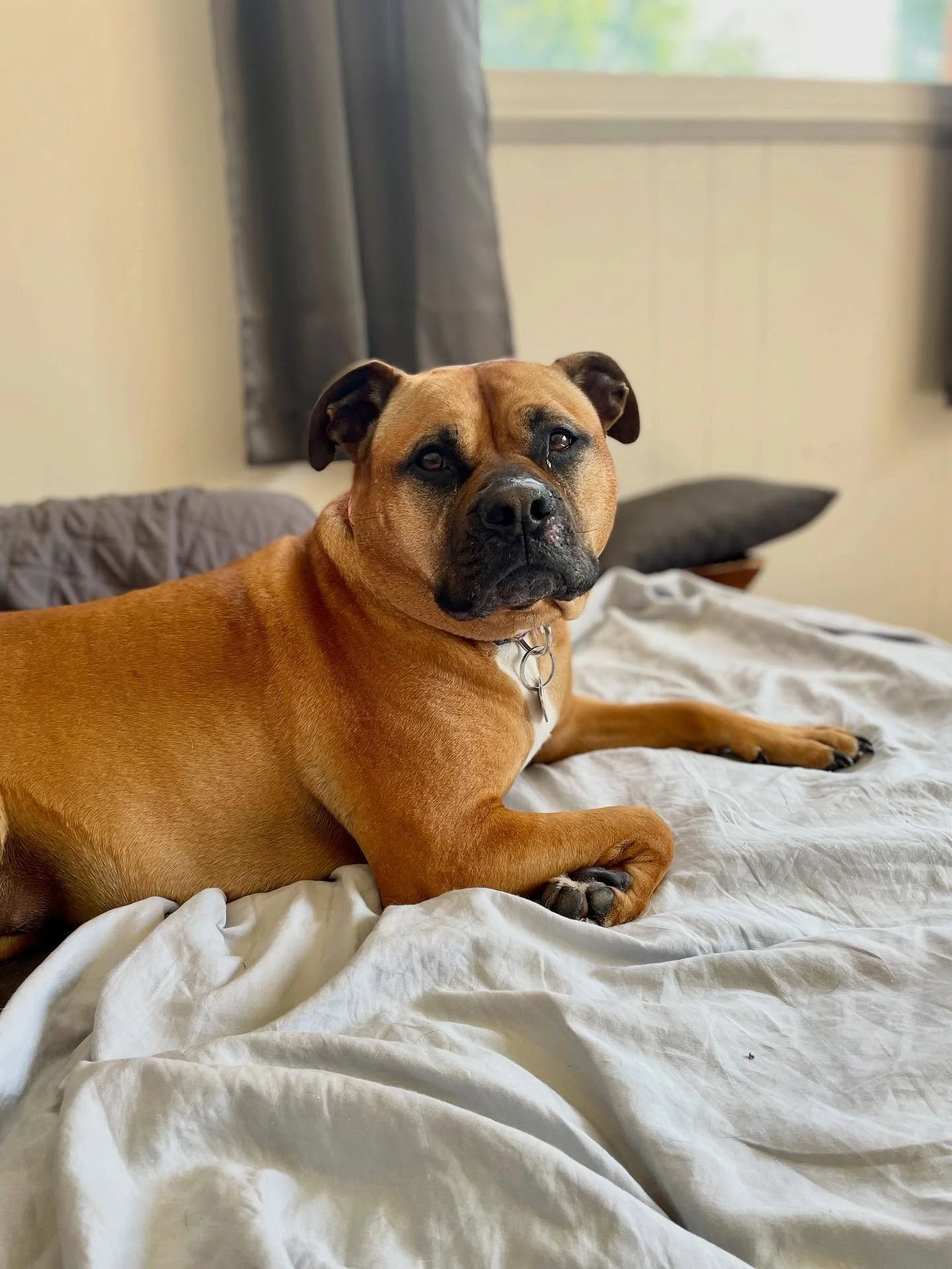 😍 Nala checked in for boarding and immediately made herself at home. 

🏡 Thanks for staying with us!
.
.

💻 SSBoarding.net
Dog Boarding | Dog Training | Pet Sitting
.
.
.
#indianadogtraining #petdogtraining #dogtraining  #indianapetsitting #profes