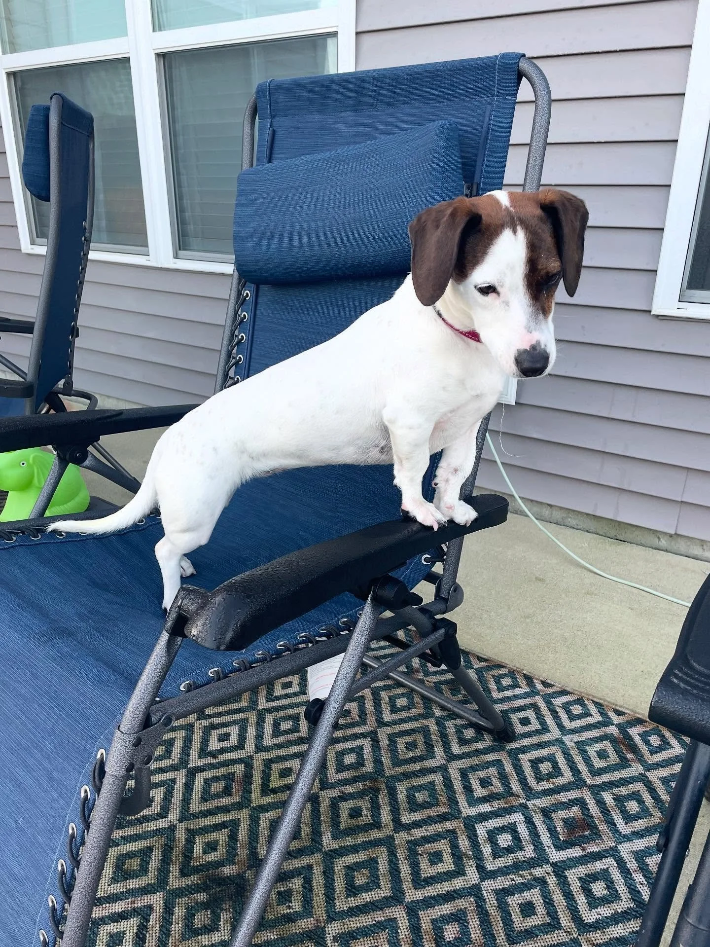 💅 Flirt Pole Queen, Bug Hunter Extraordinaire, and Part-Time Speed Demon. Dumpling has a wide range of hobbies. 
.
.

💻 SSBoarding.net
Dog Boarding | Dog Training | Pet Sitting
.
.
.
#indianadogtraining #petdogtraining #dogtraining  #indianapetsitt