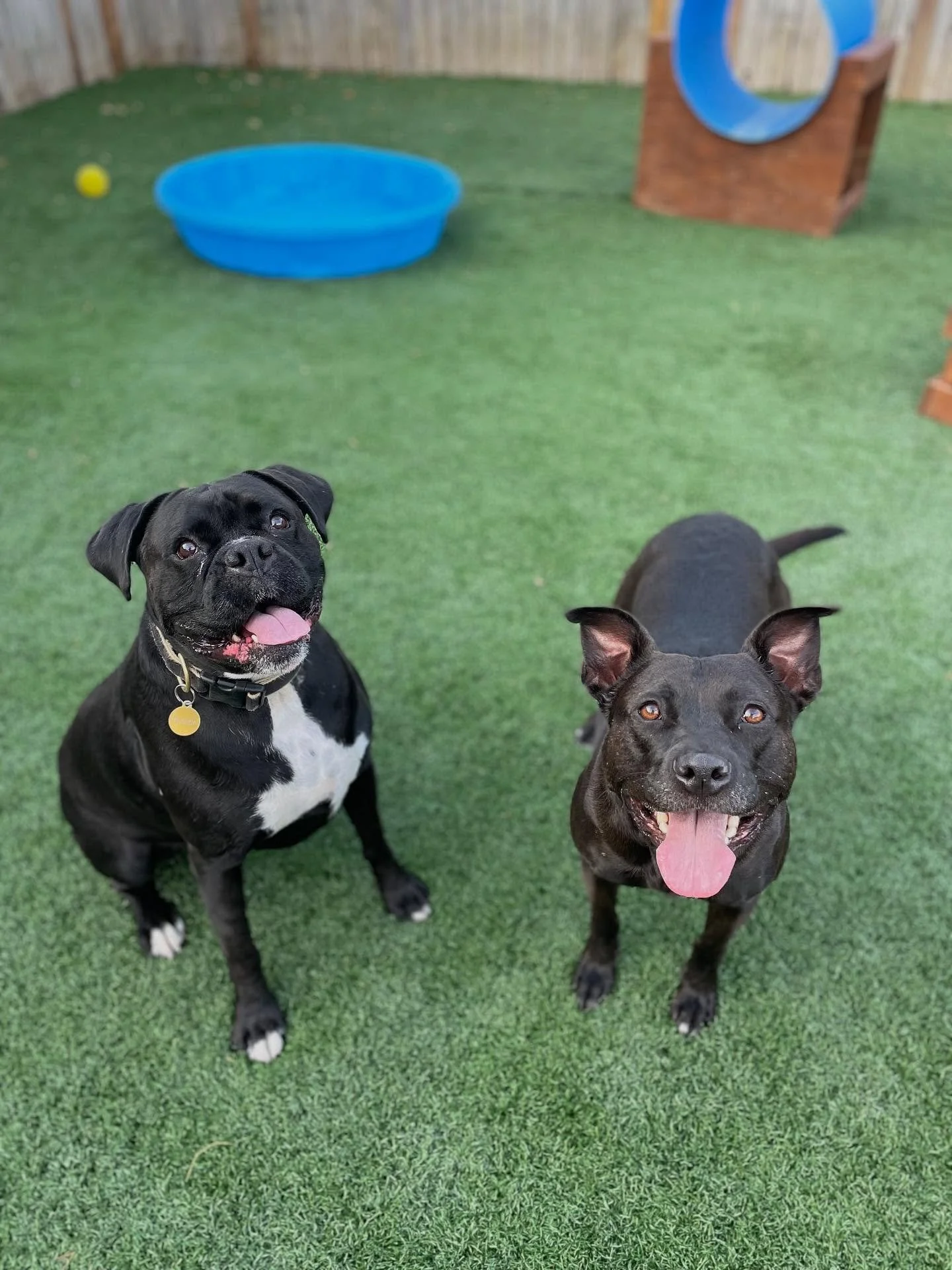 💞 Iris&rsquo;s best buds and our favorite double trouble duo. 

✨ Bucky and Buster bring all the smiles and wiggly butts when they are reunited with their BFF Iris. We love spending time with these guys!
.
.

💻 SSBoarding.net
Dog Boarding | Dog Tra