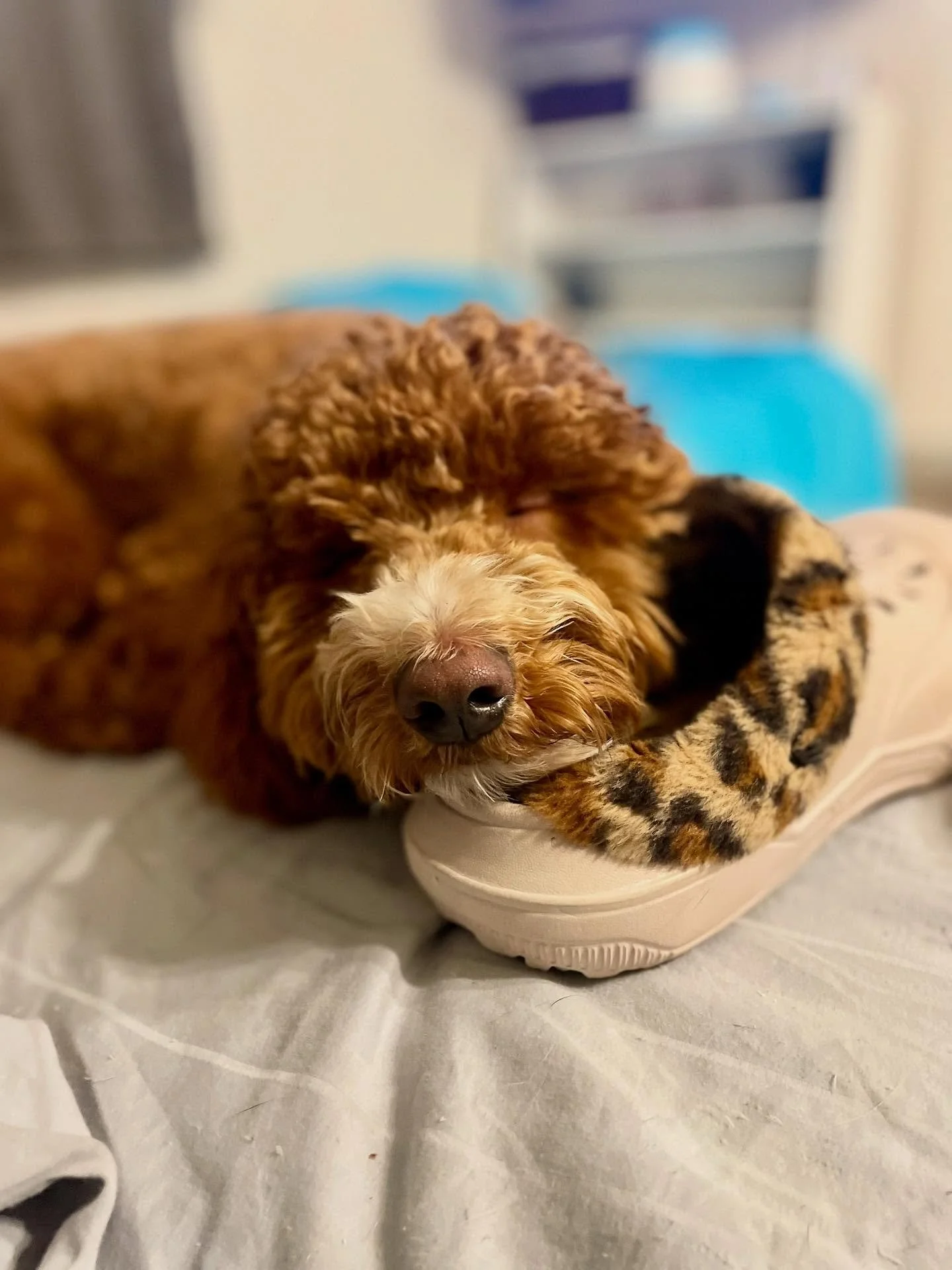 ✨ In Training ✨ 

💯 Even when a doggo is in training they get plenty of cuddles, adventure, and opportunities to make new friends when they&rsquo;re out and about. 
.
.

💻 SSBoarding.net
Dog Boarding | Dog Training | Pet Sitting
.
.
.
#indianadogtr