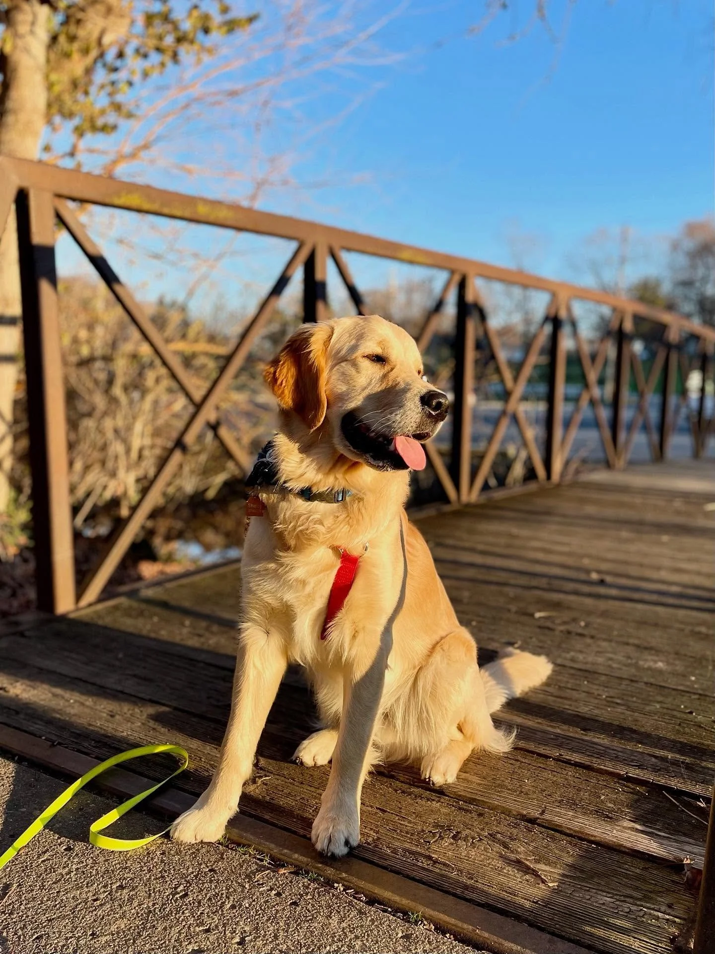 ☀️ Happy Monday!

⏰ Who else has a doggo that&rsquo;s still adjusting to daylight savings? If there&rsquo;s one thing our pups don&rsquo;t joke about&hellip;.. it&rsquo;s their meal times 
.
.

💻 SSBoarding.net
Dog Boarding | Dog Training | Pet Sitt