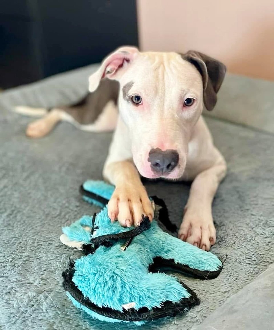 😘 Living her best life
.
.

💻 SSBoarding.net
Dog Boarding | Dog Training | Pet Sitting
.
.
.
#indianadogtraining #petdogtraining #dogtraining  #indianapetsitting #professionalpetsitter #dogboarding #homebaseddogboarding #homeawayfromhome #catcare #