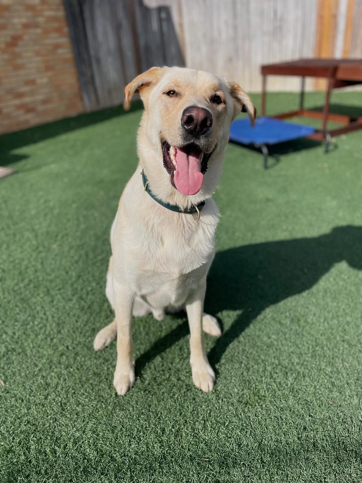 🎾 &ldquo;Did someone say&hellip;.. BALL?!?&rdquo;
.
.

💻 SSBoarding.net
Dog Boarding | Dog Training | Pet Sitting
.
.
.
#indianadogtraining #petdogtraining #dogtraining  #indianapetsitting #professionalpetsitter #dogboarding #homebaseddogboarding #