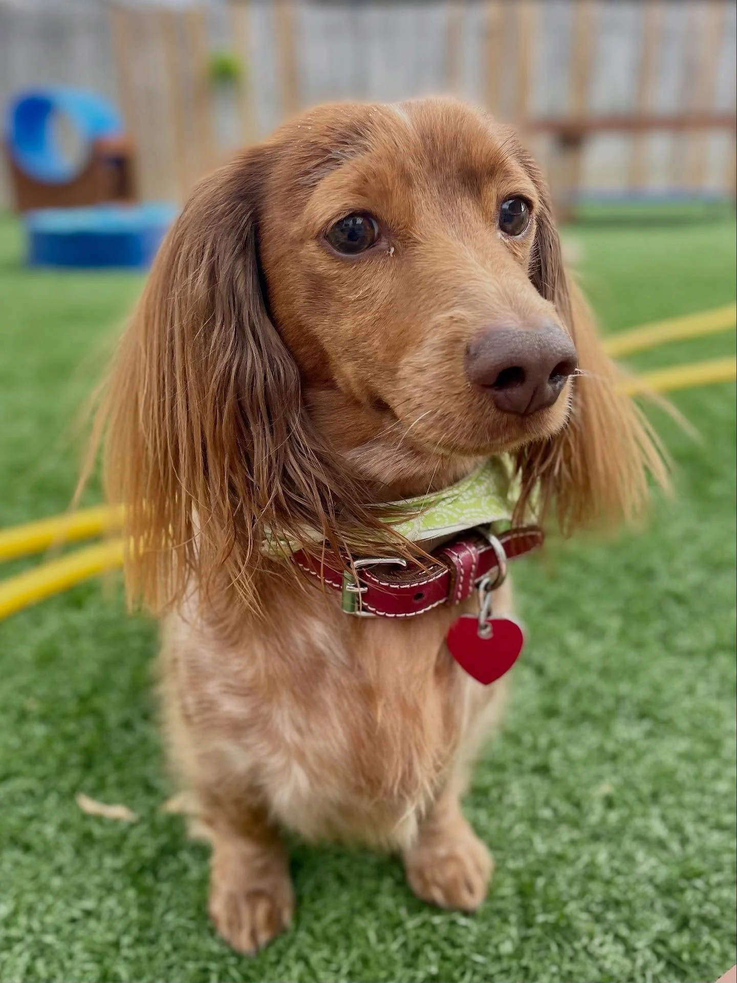 🛴 Fast, fun, and full of personality!&hellip; can you guess this ball-chasing dachshund&rsquo;s name? 
.
.

💻 SSBoarding.net
Dog Boarding | Dog Training | Pet Sitting
.
.
.
#indianadogtraining #petdogtraining #dogtraining  #indianapetsitting #profe