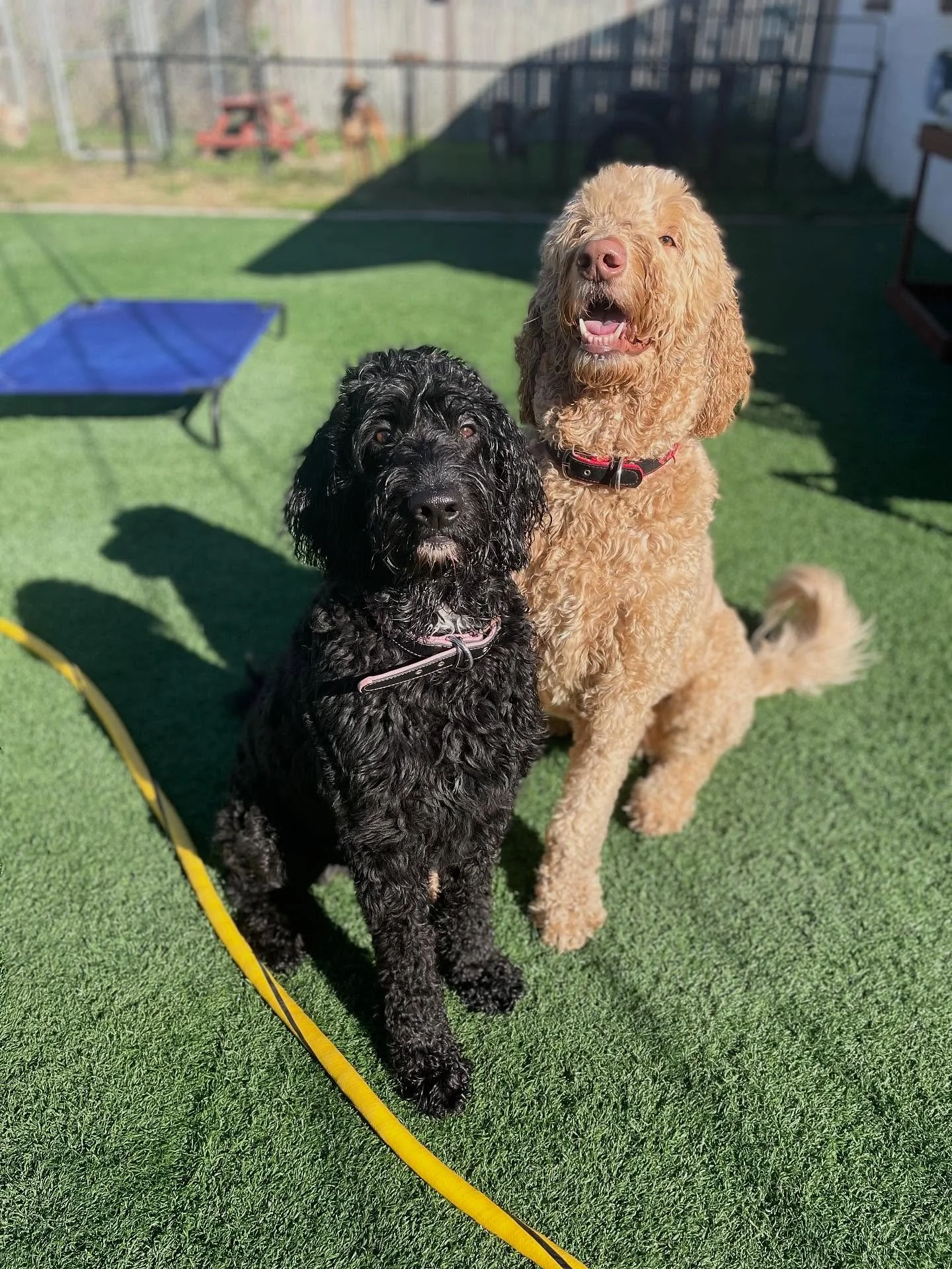 🤪 Just a couple of goofy goobers! 

🎾 Tank loves chasing the ball &hellip;Zaylee, on the other hand, loves to chase Tank while he chases the ball. Typical little sister shenanigans. 
.
.

💻 SSBoarding.net
Dog Boarding | Dog Training | Pet Sitting
