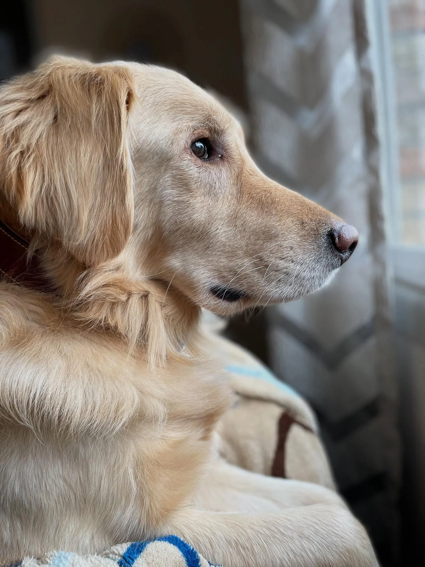 😋 POV: you&rsquo;re usually a pretty chill guy but when your friends are around you really start to ham it up 
.
.

💻 SSBoarding.net
Dog Boarding | Dog Training | Pet Sitting
.
.
.
#indianadogtraining #petdogtraining #dogtraining  #indianapetsittin