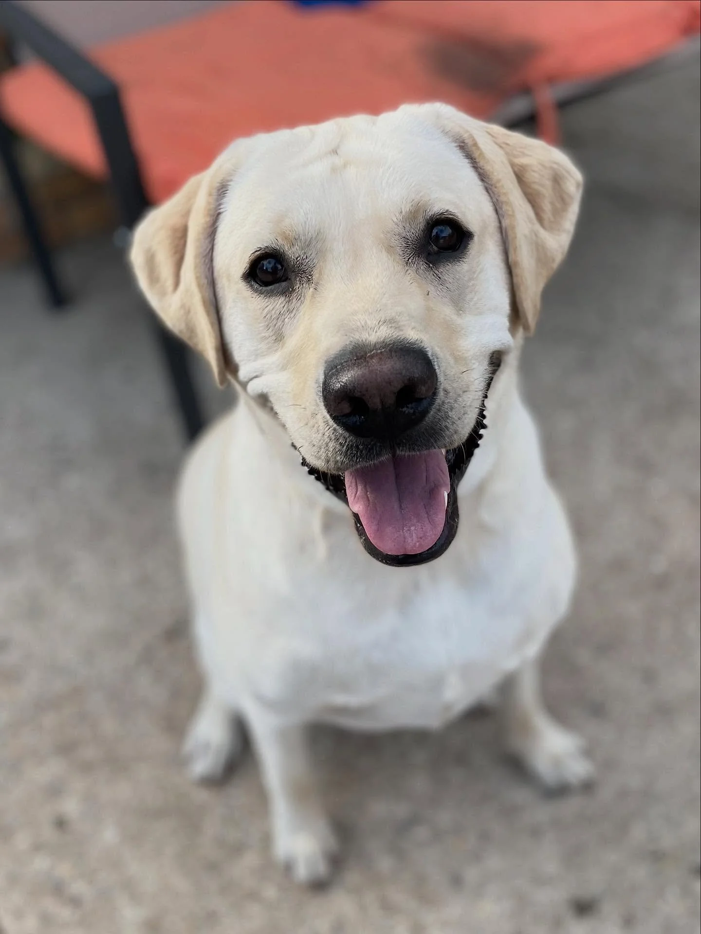 🥰 If you look up &ldquo;happy-go-lucky&rdquo; in the dictionary, Scout&rsquo;s face would be there. 
.
.

💻 SSBoarding.net
Dog Boarding | Dog Training | Pet Sitting
.
.
.
#indianadogtraining #petdogtraining #dogtraining  #indianapetsitting #profess